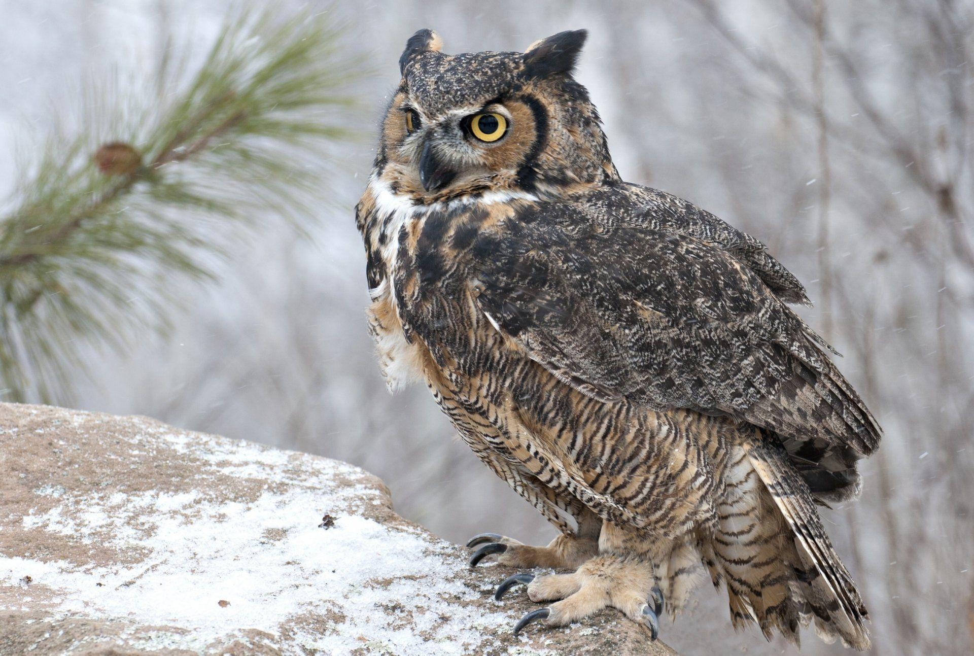 Great horned owl Wallpaper Background Image. View
