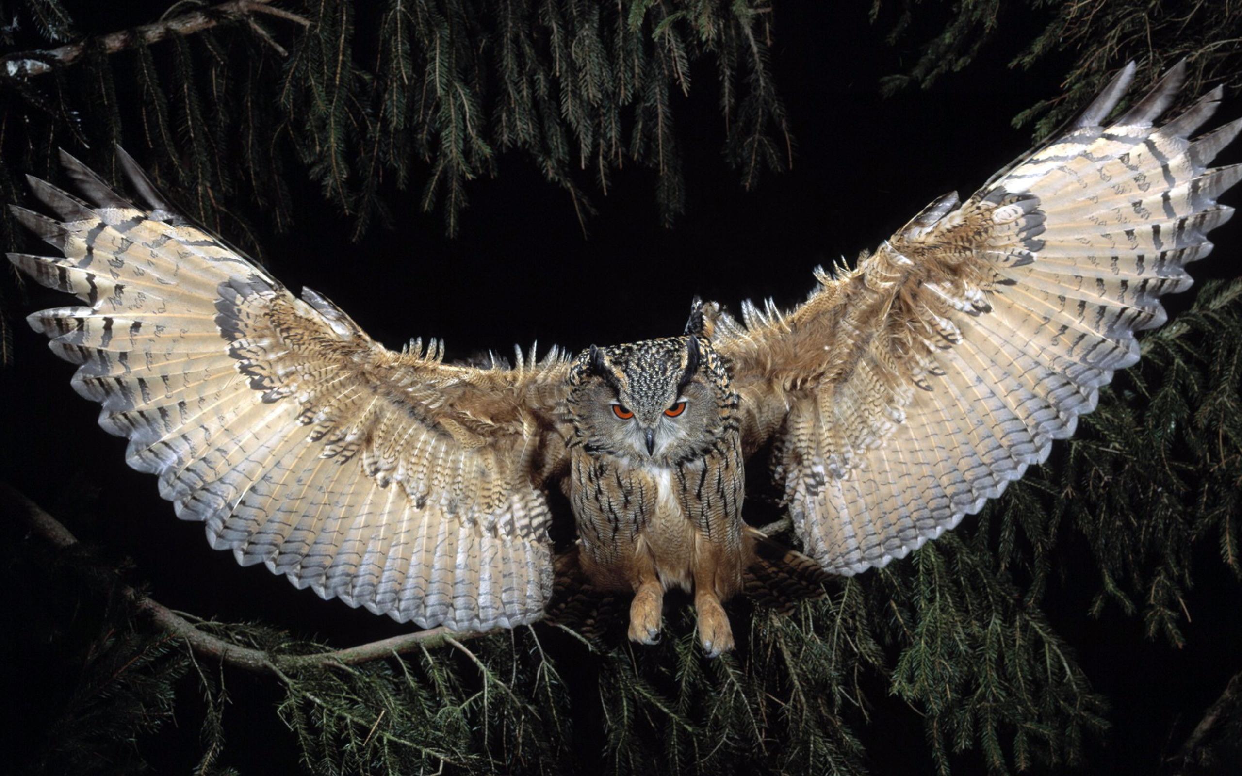 Great Horned Owl 2560x1600 Resolution HD 4k