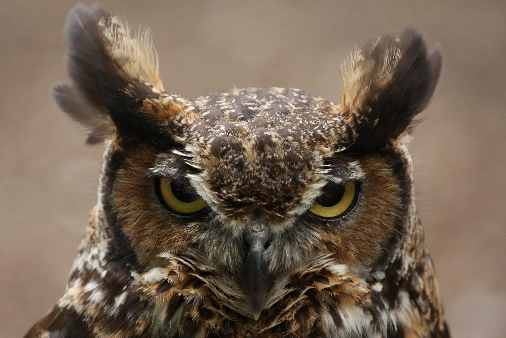 Great Horned Owl Wallpaper and Background Imagex1121