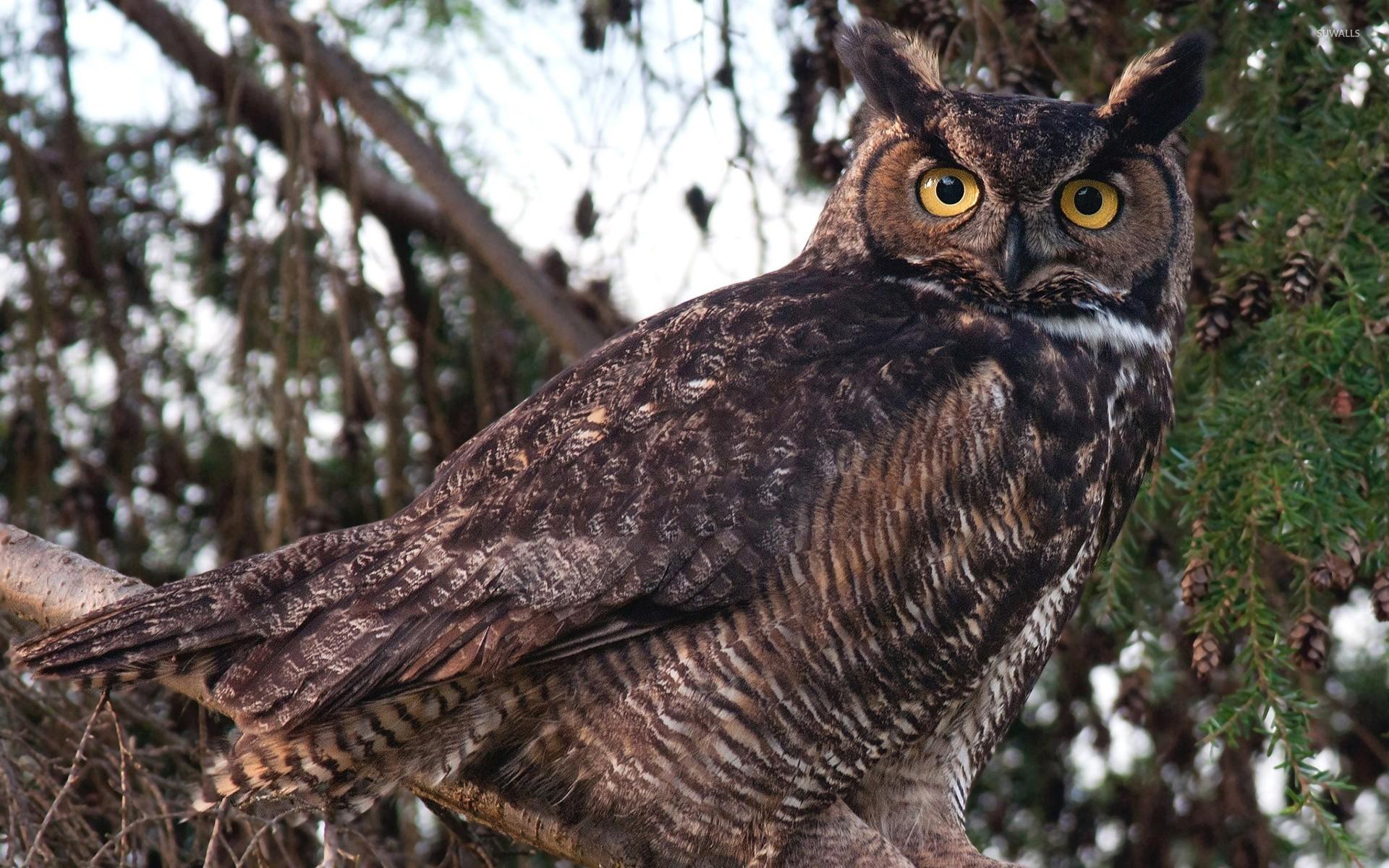 Great Horned Owl gazing from a tree wallpaper