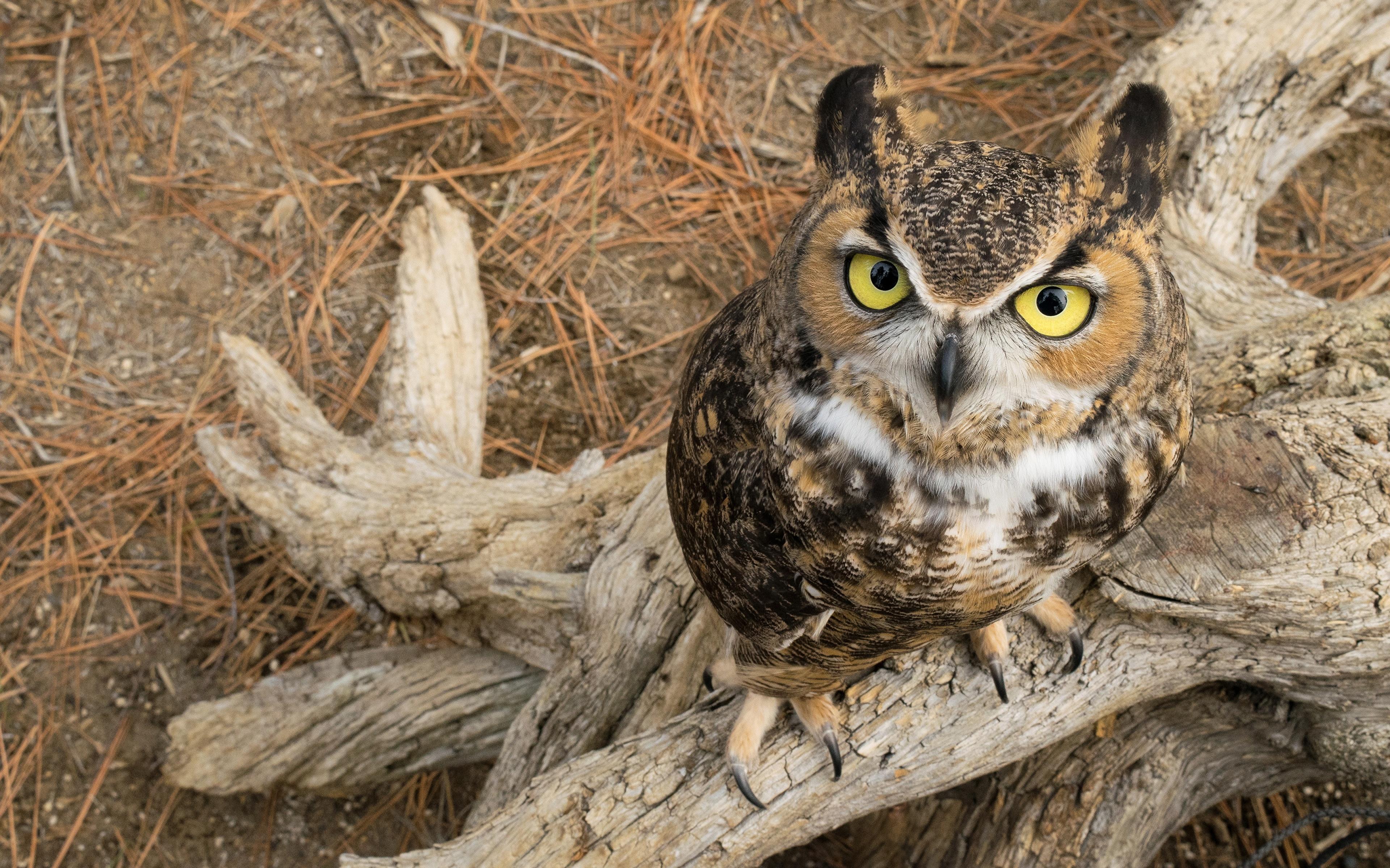 Wallpaper Eurasian Eagle Owl Owls Great Horned Owl Animals