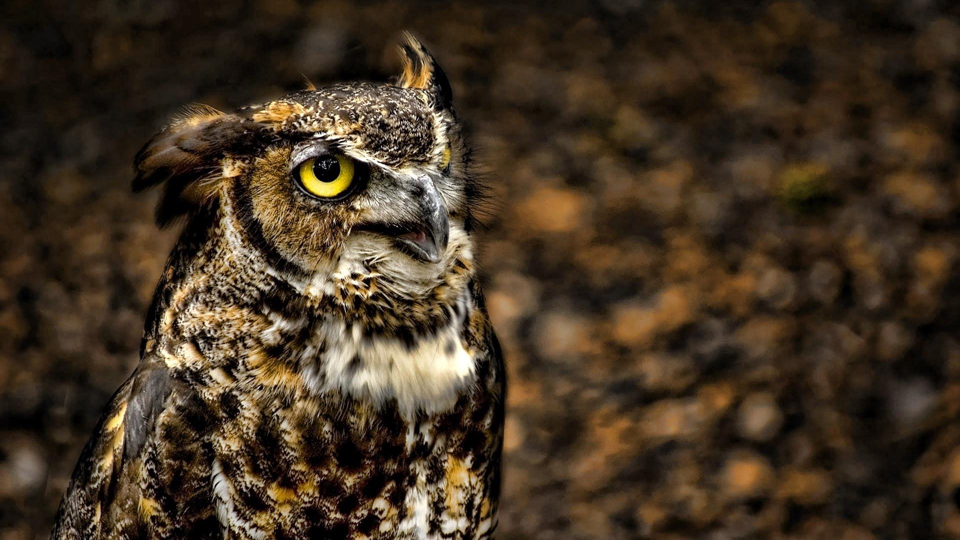 Great horned owl HD Wallpaper. Background Imagex1080