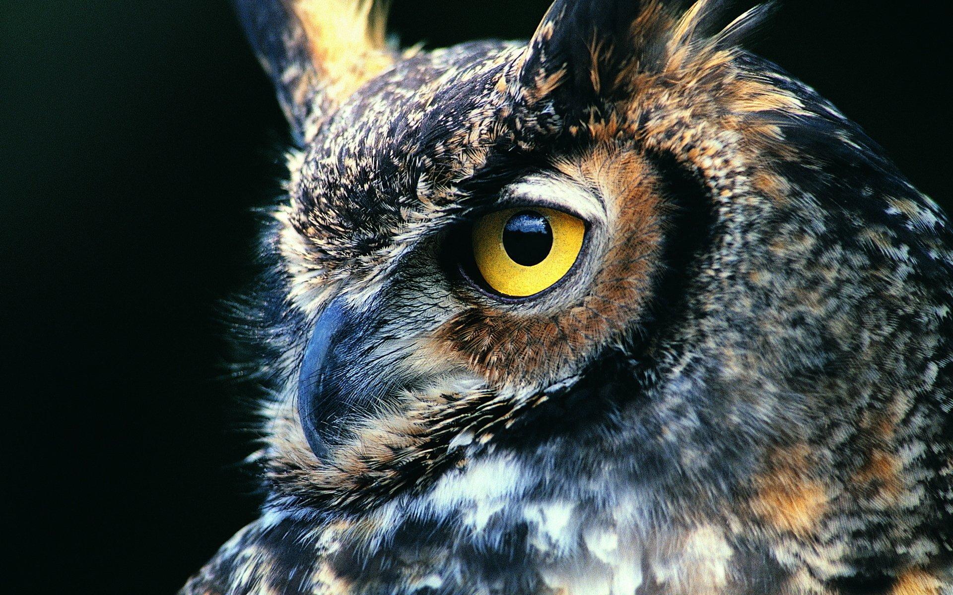 Great horned owl HD Wallpaper