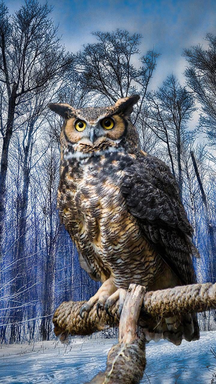 Owl Phone Wallpaper. Owl iPhone Wallpaper. Owl, Owl