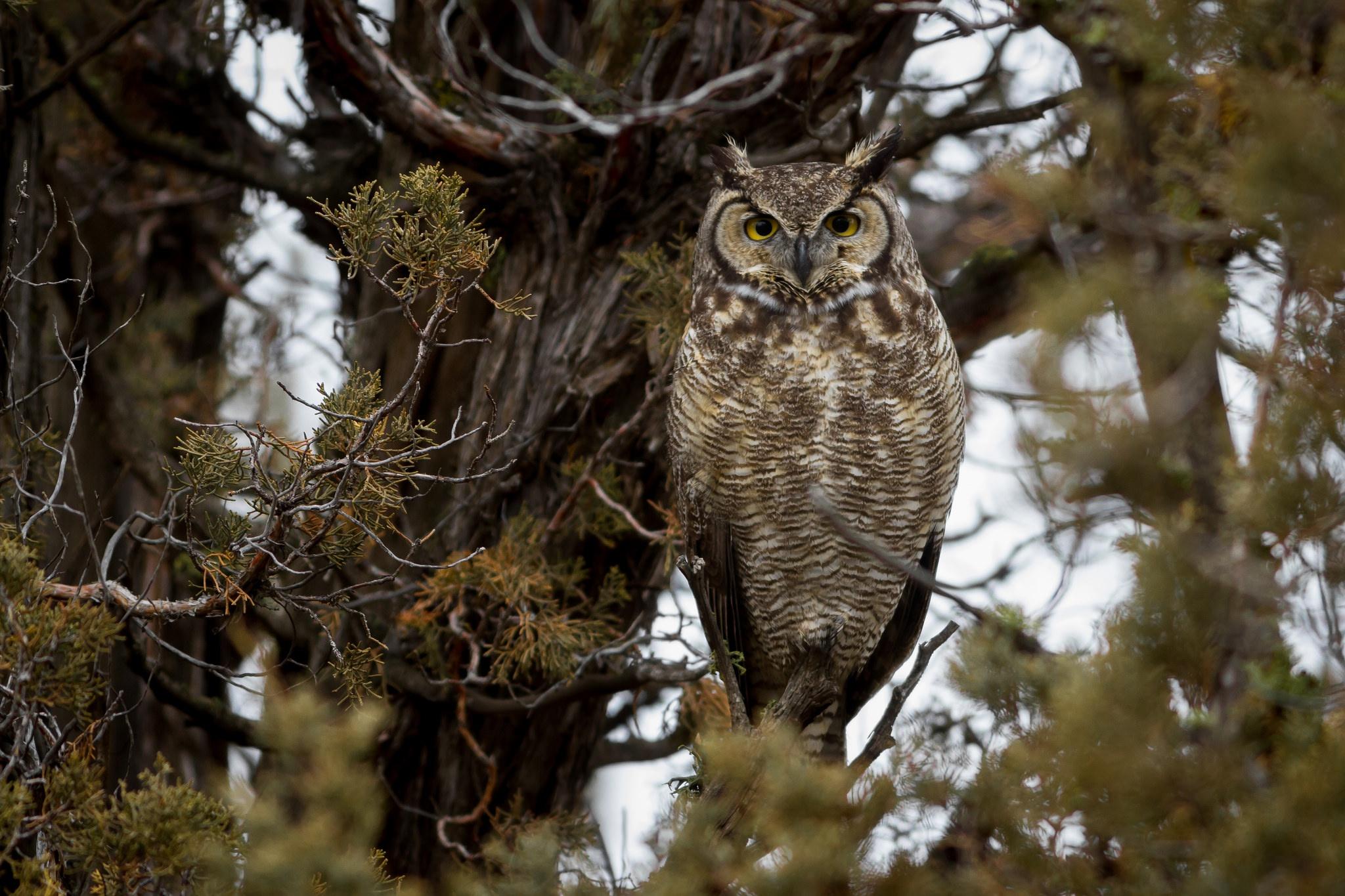 Great horned owl HD Wallpaper. Background Imagex1365