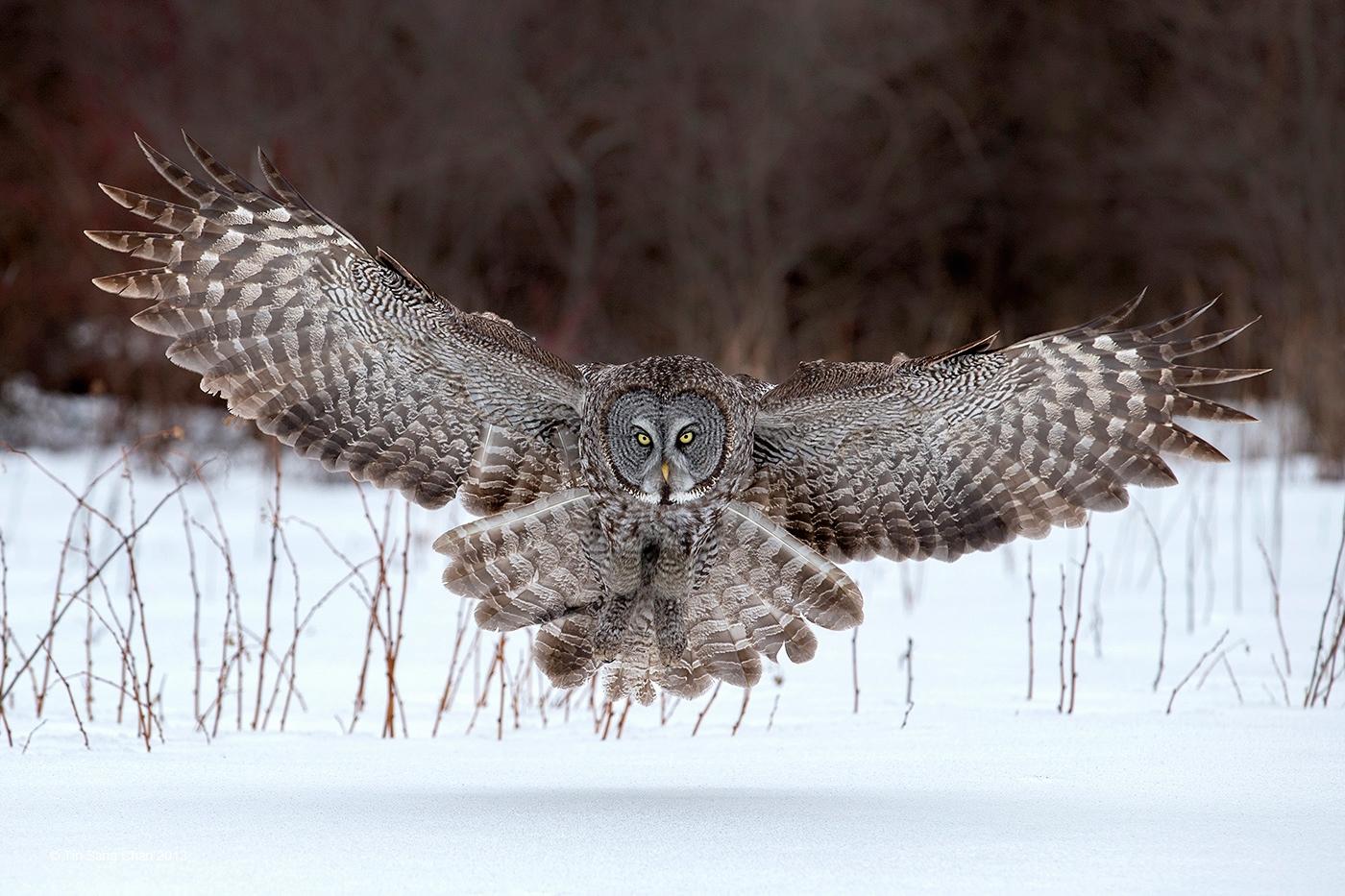 Great Horned Owl HQ Background Wallpaper 20133