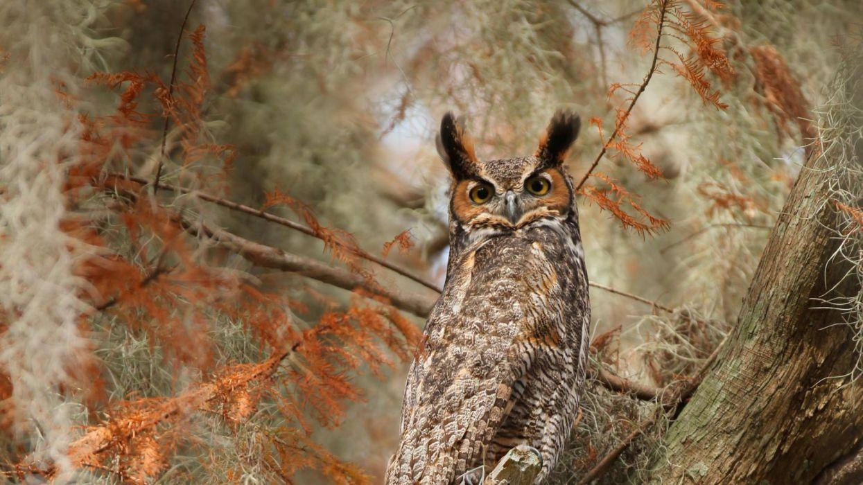 Bird Great Horned Owl Owl Wildlife wallpaperx1080