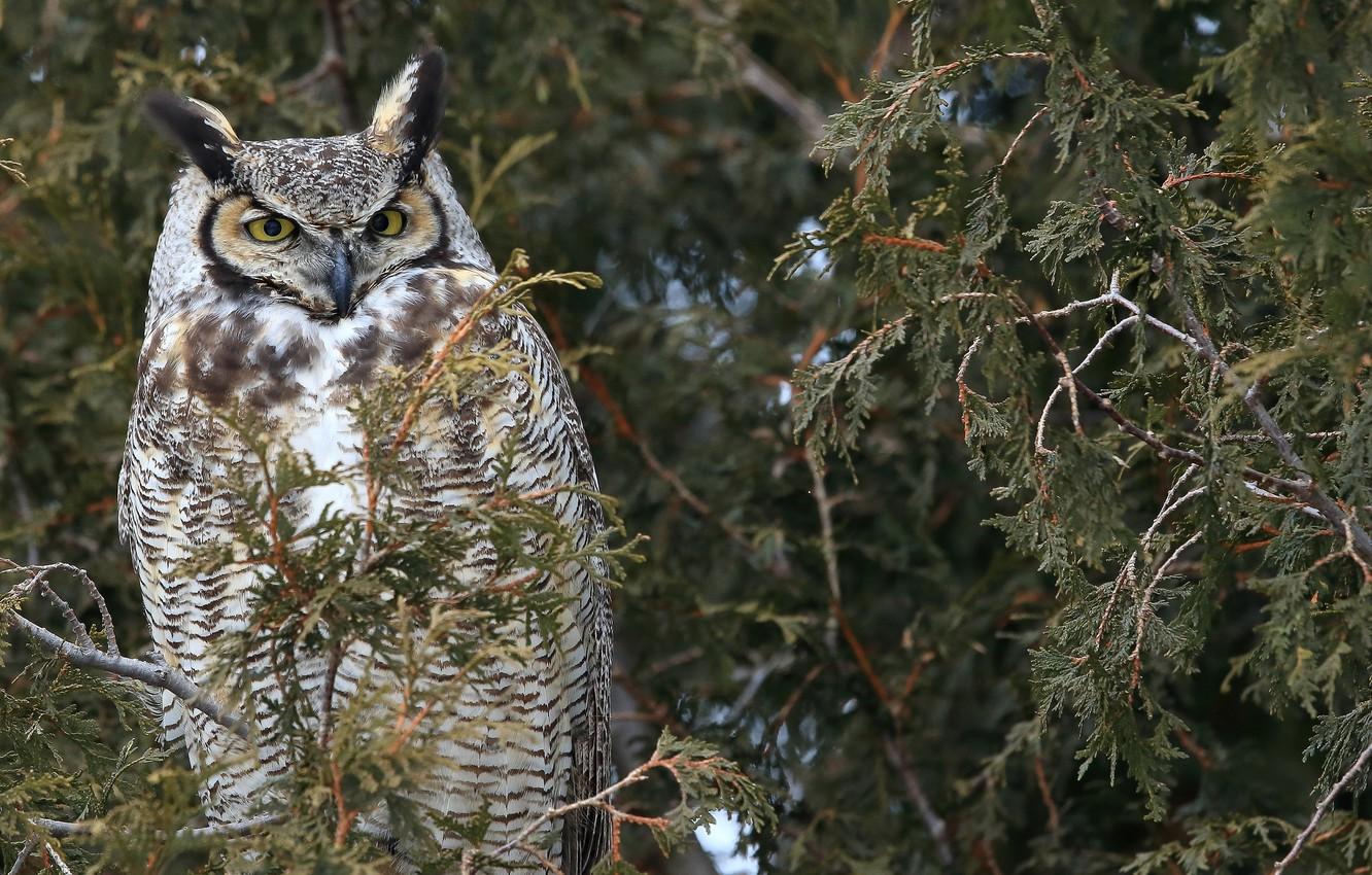 Wallpaper trees, branches, nature, owl, bird, Canada, Canada