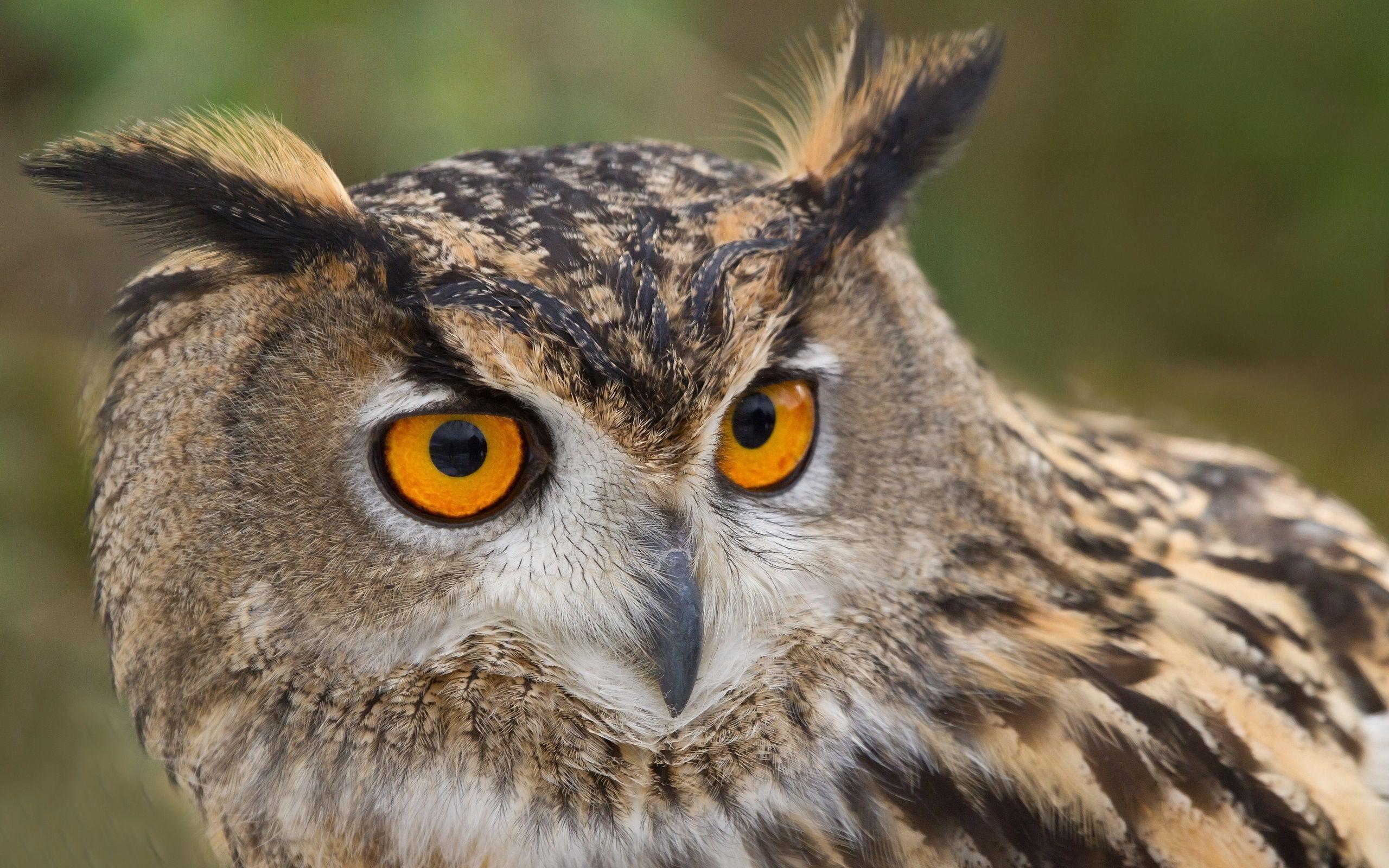 Great Horned Owl Free HD Wallpaper Image Background