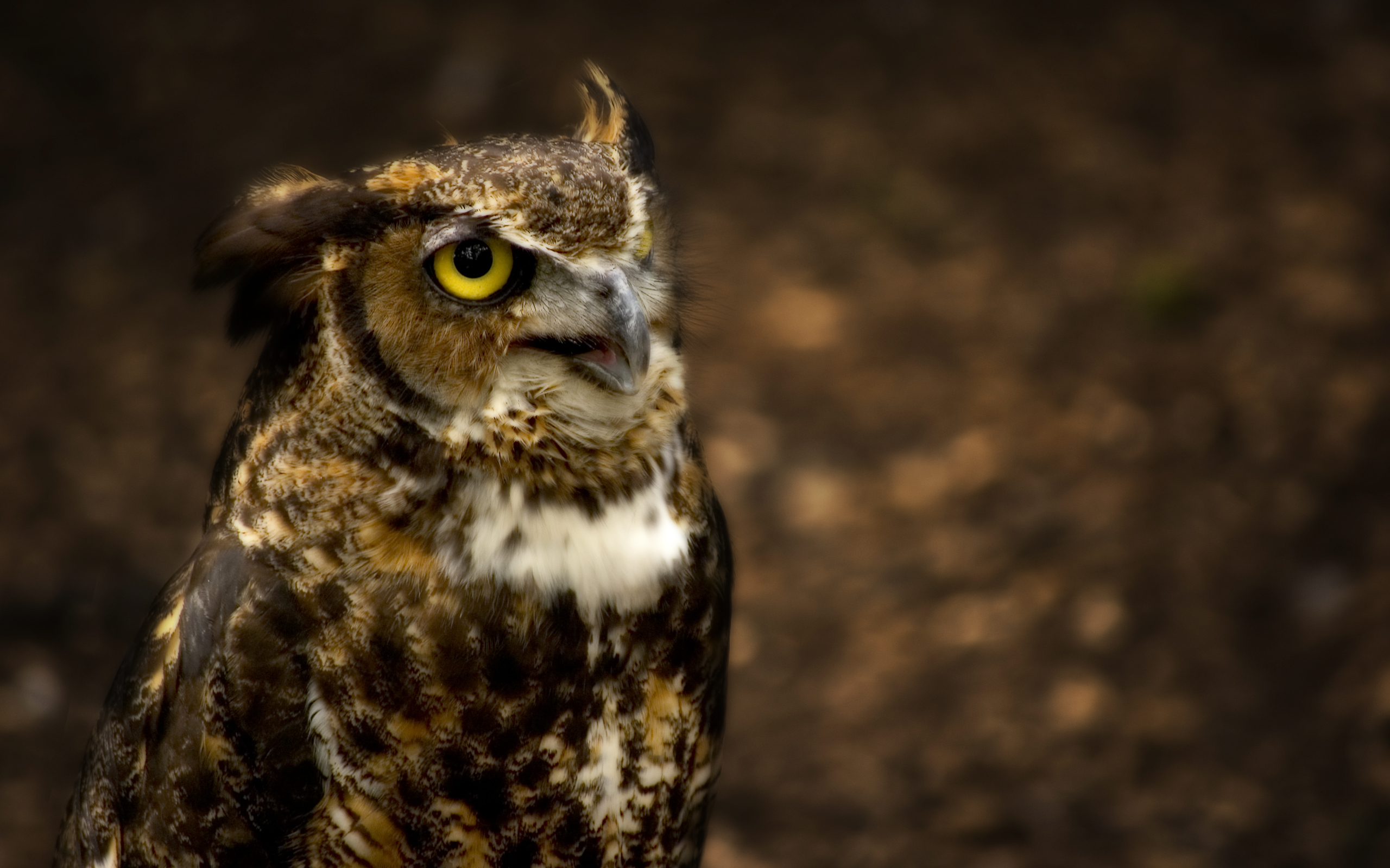 Great Horned Owl HD Wallpaper