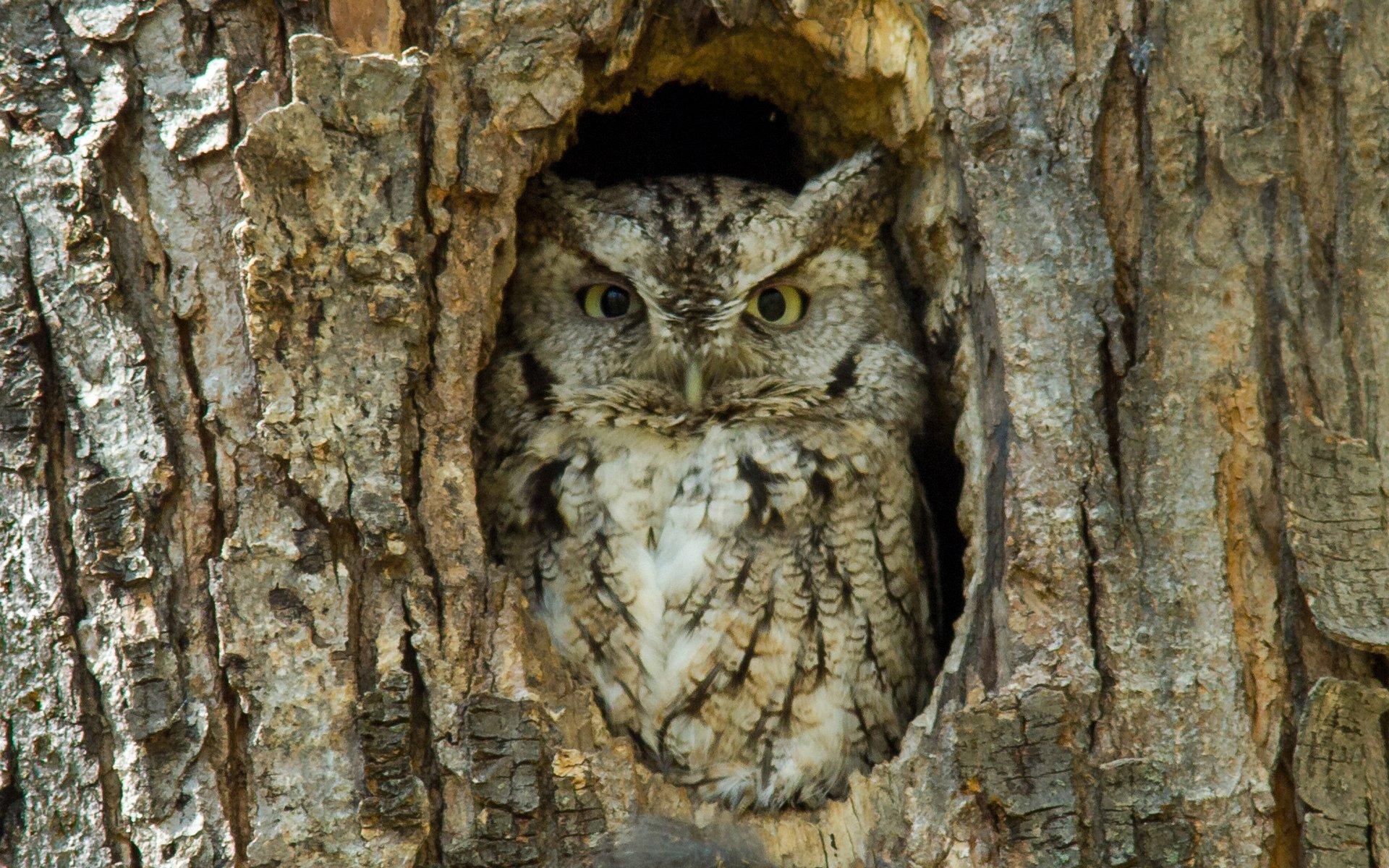 Great horned owl HD Wallpaper