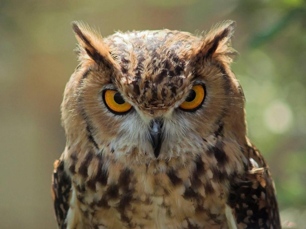 Great Horned Owl wallpaper 1024x768 desktop background
