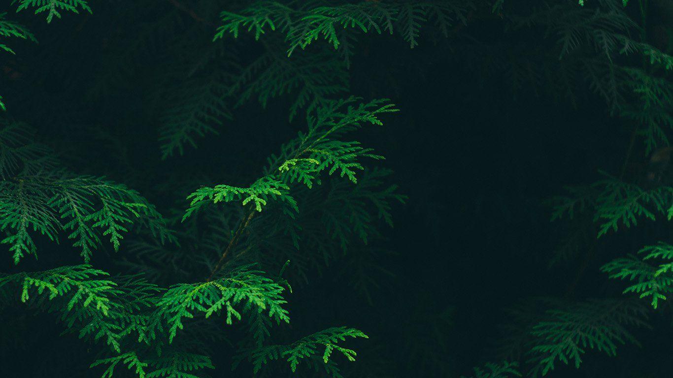 Tree Leaf Green Pattern Nature. Green Wallpaper
