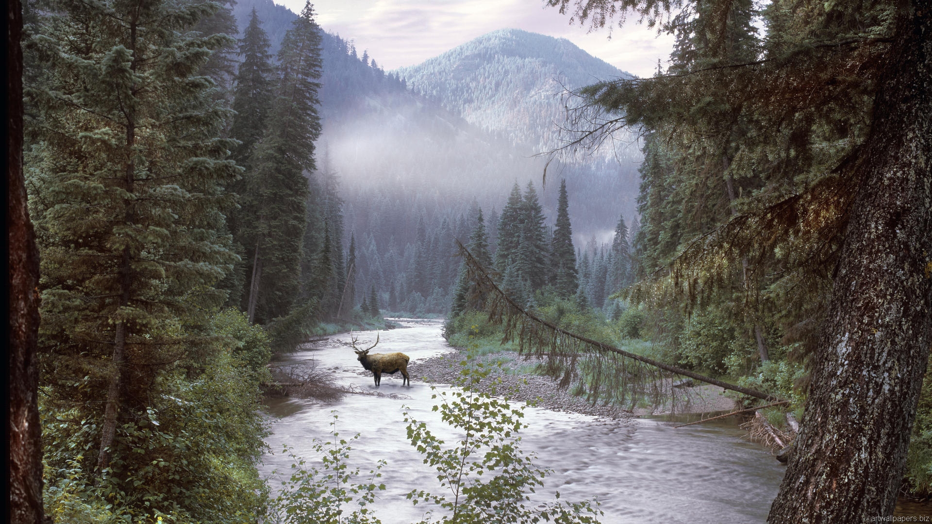 Free Wilderness Wallpaper