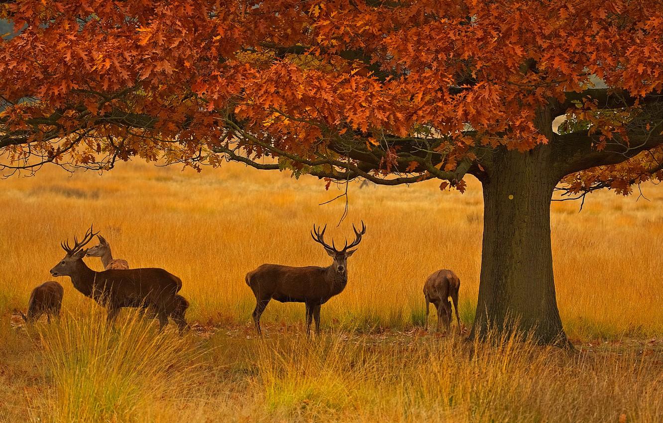 Wallpaper autumn, England, London, deer, Richmond Park image for desktop, section животные