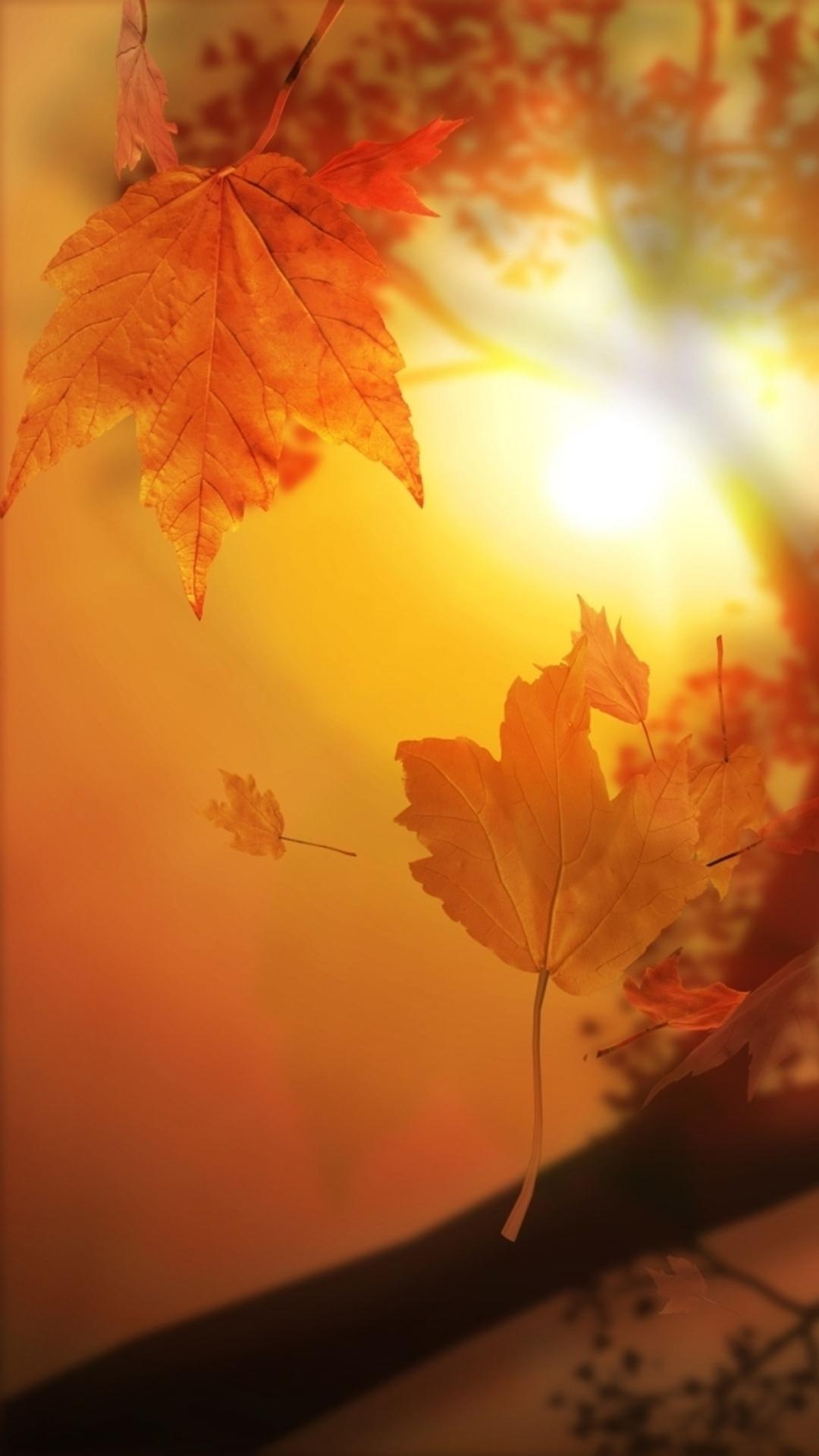 Nature Autumn Sunset Yellow Leaves Flyiing Sunshine iPhone 8 Wallpaper Free Download