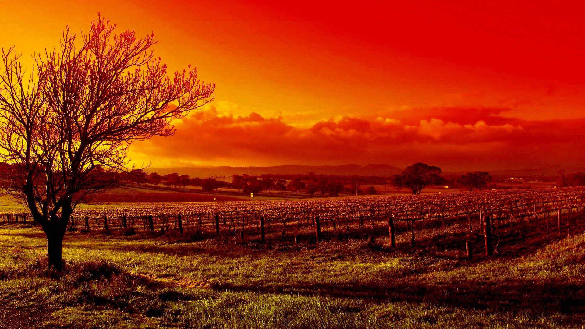 Wallpaper tree, sunset, autumn, vineyard, red desktop