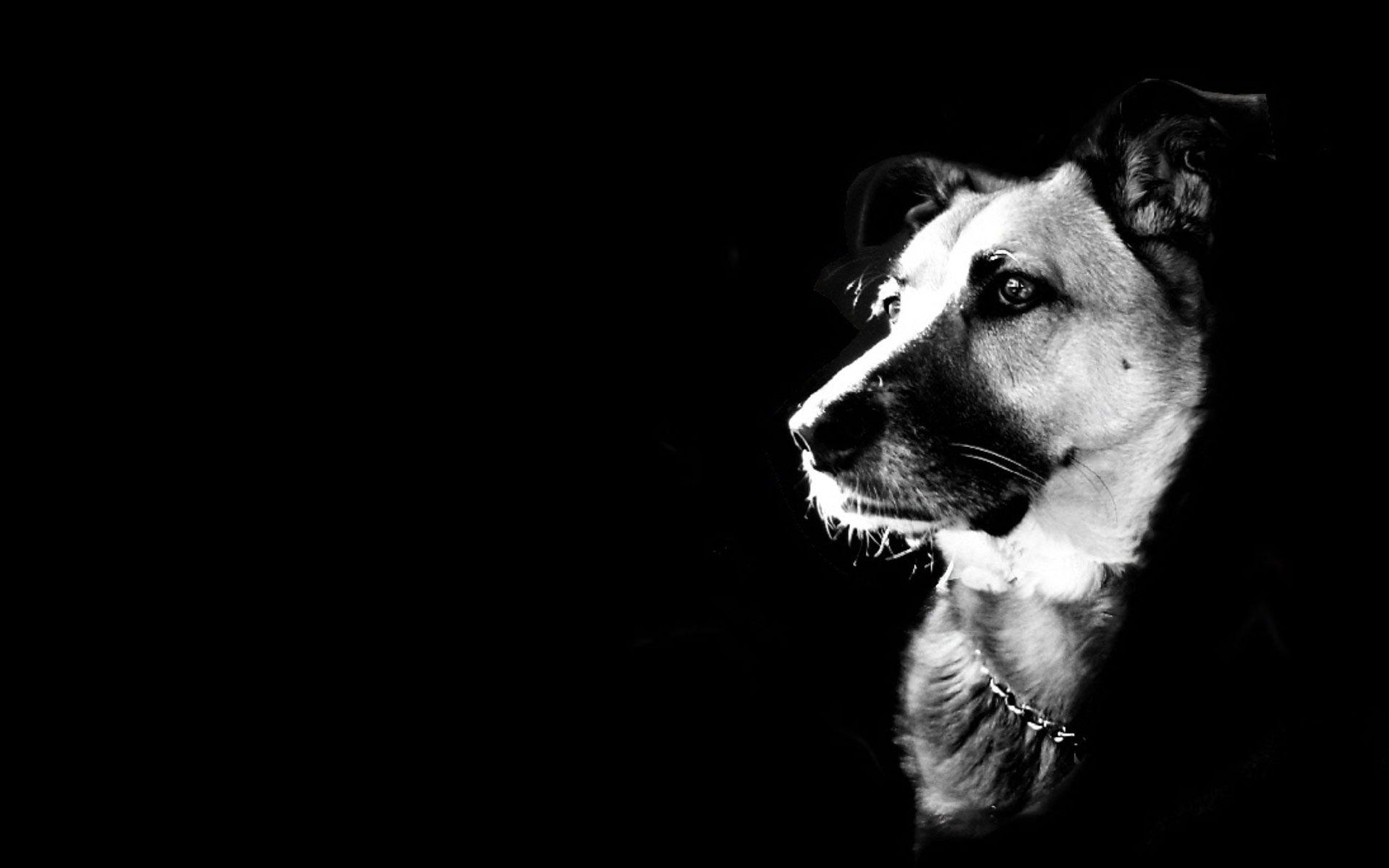 White And Black Dogs Wallpapers - Wallpaper Cave