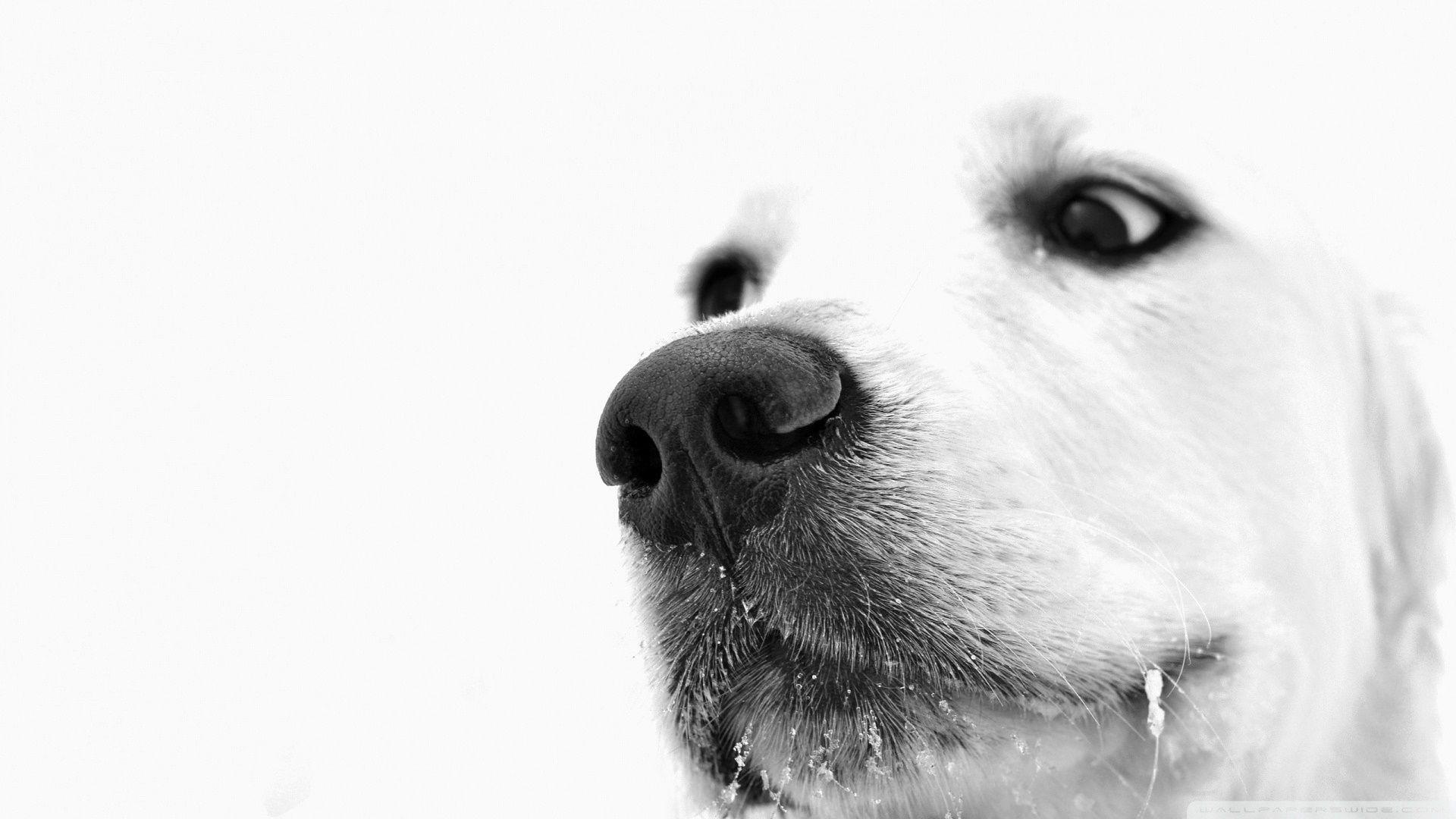 Black And White Dogs Wallpapers - Wallpaper Cave