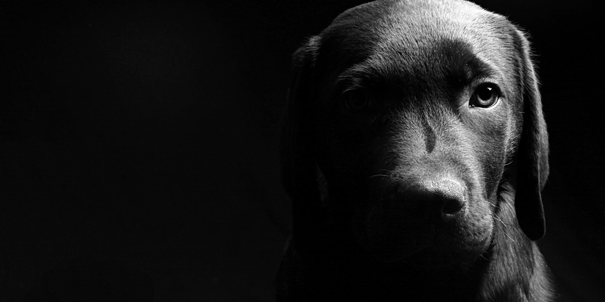 Beautiful, Black, Dog, Full, Screen, Wallpaper, Photo, HD