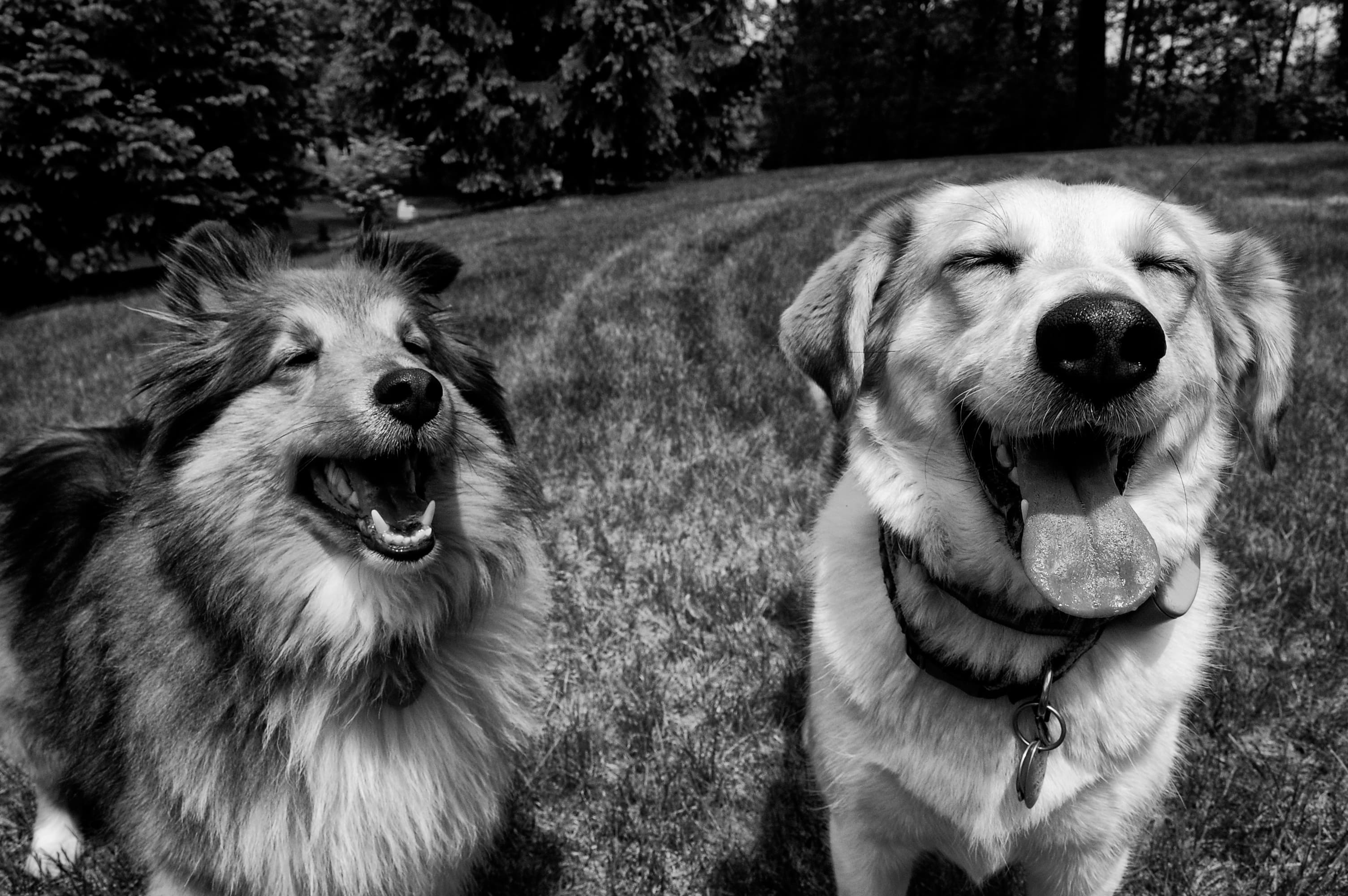 Dogs Wallpaper smiling dogs in black and white photo