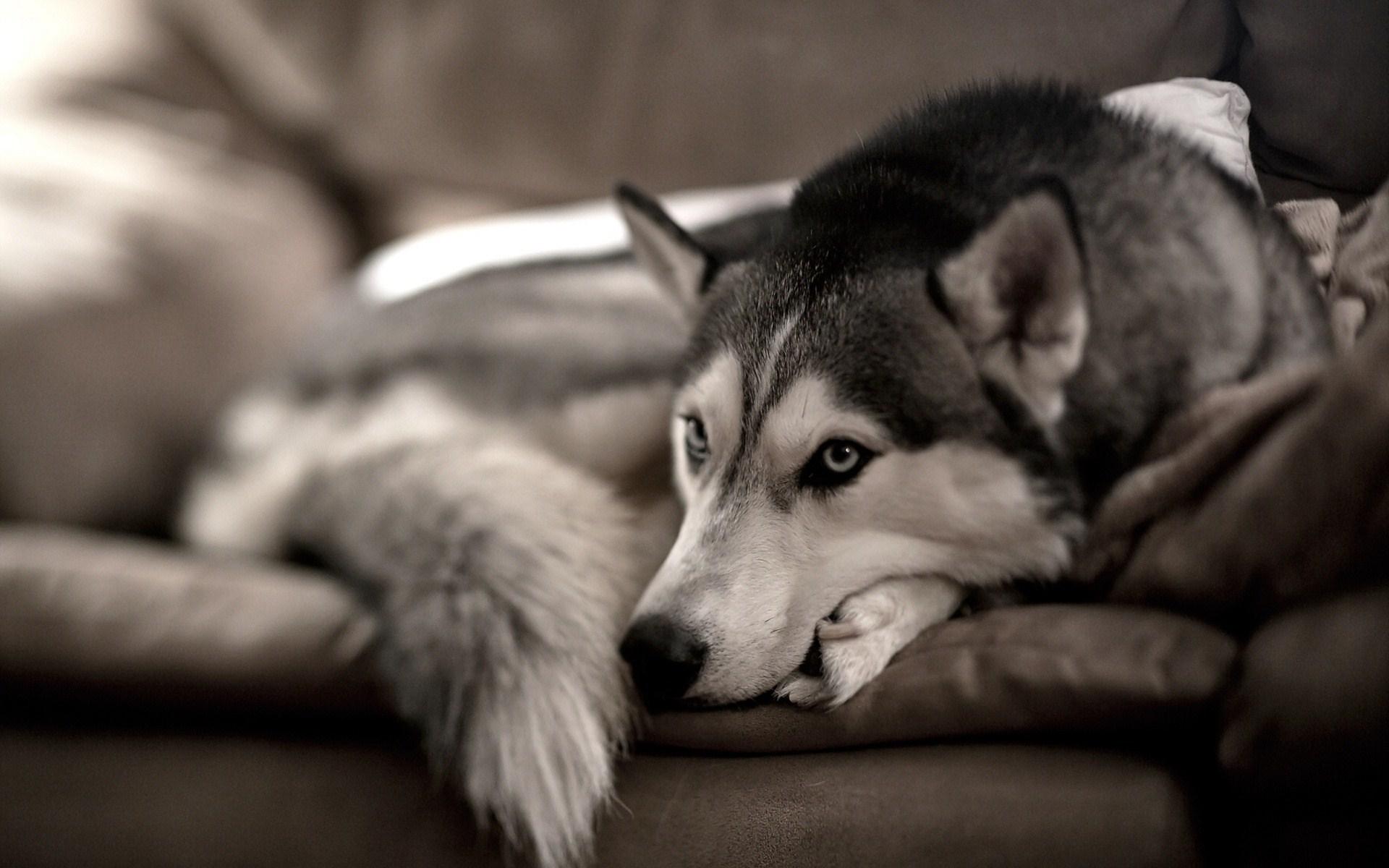 YouWall White and Black Dogs Wallpaper wallpaper, wallpaper