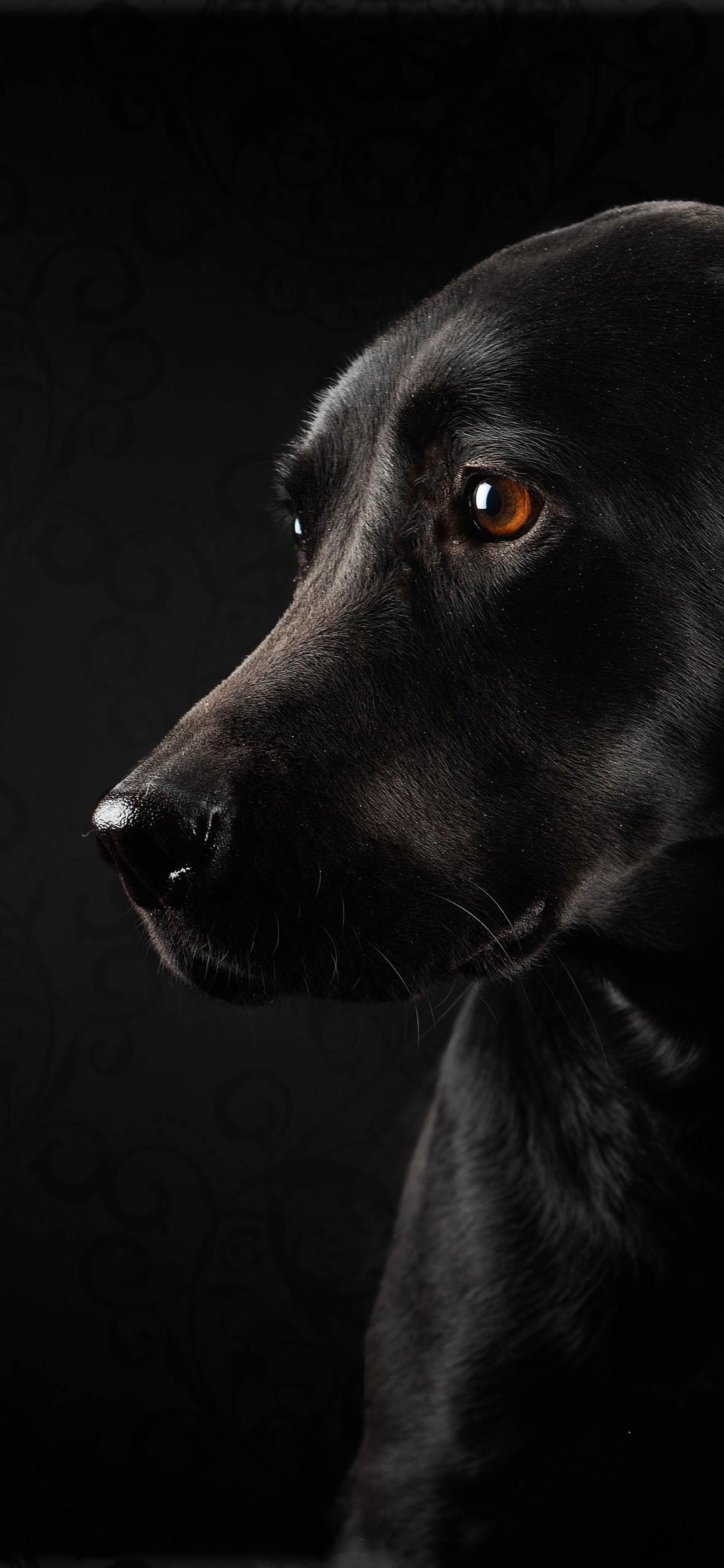 Black dog and black background, look 1242x2688 iPhone XS Max