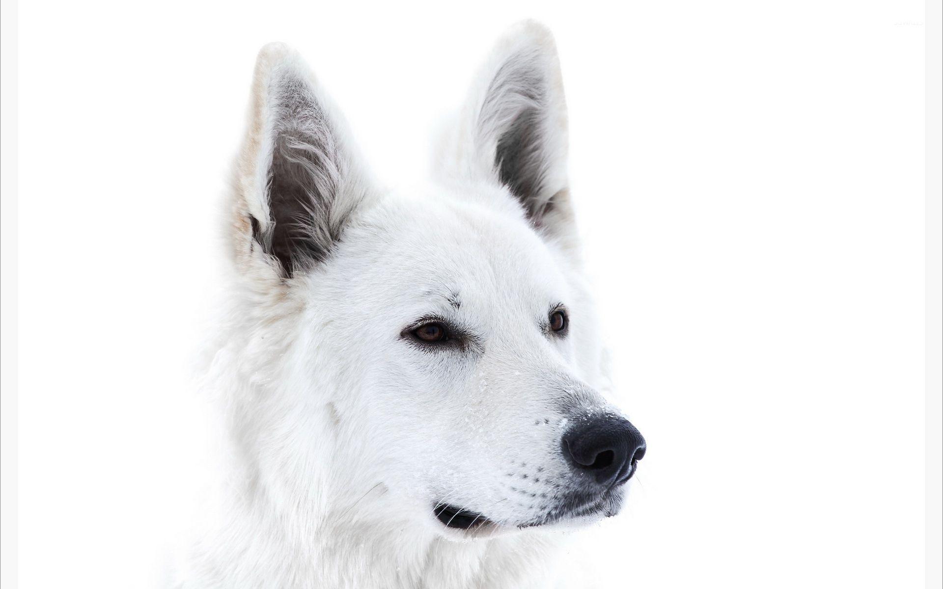 White dog wallpaper wallpaper