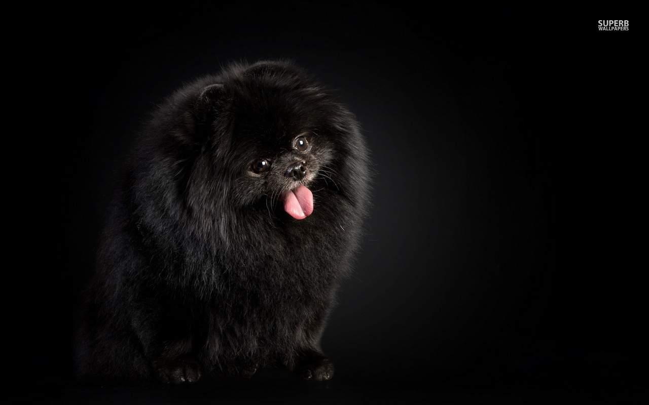 Black Dog 42197 1280x800 Animals wallpaper