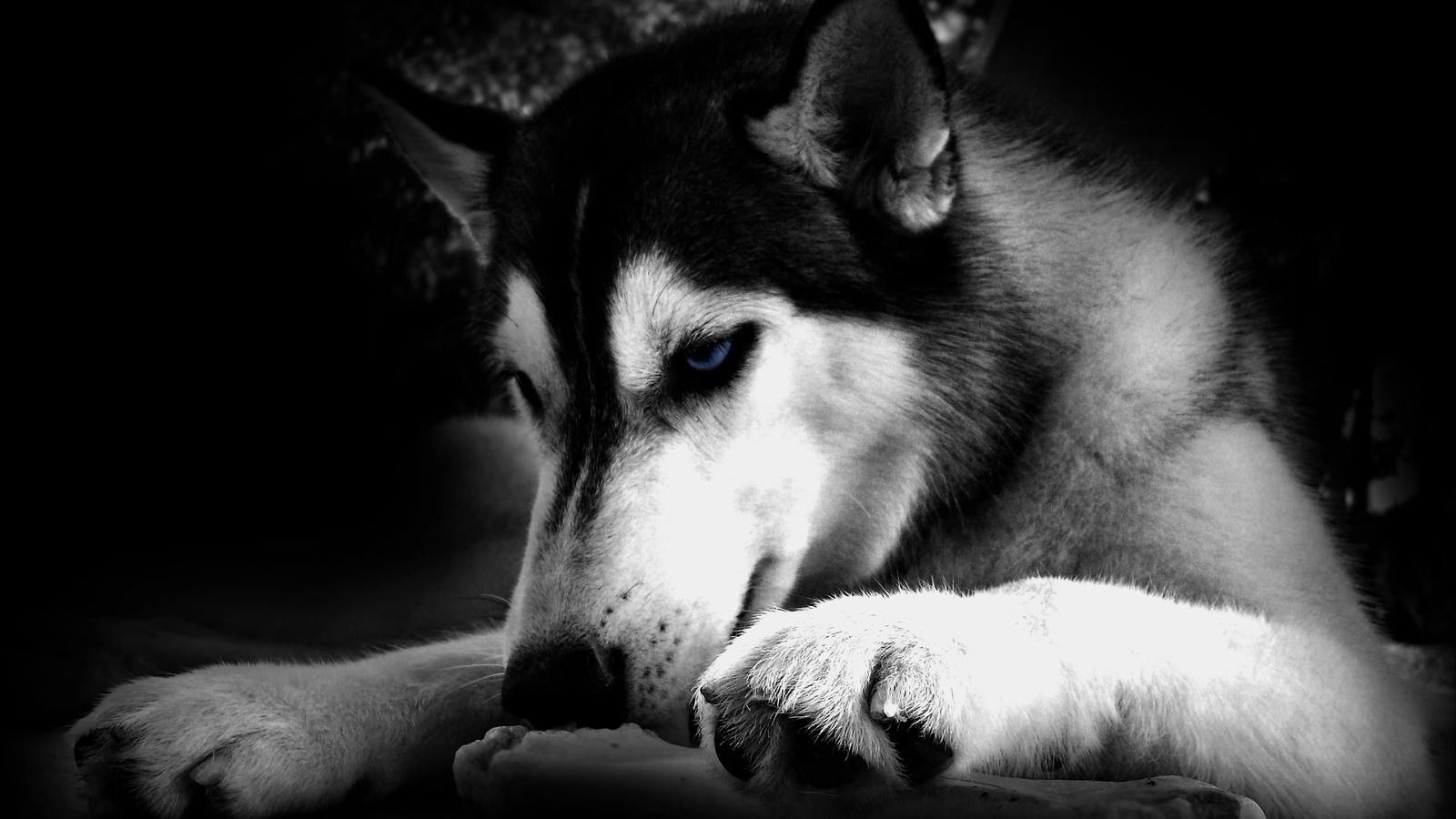 Black Dog Wallpaper HD Background