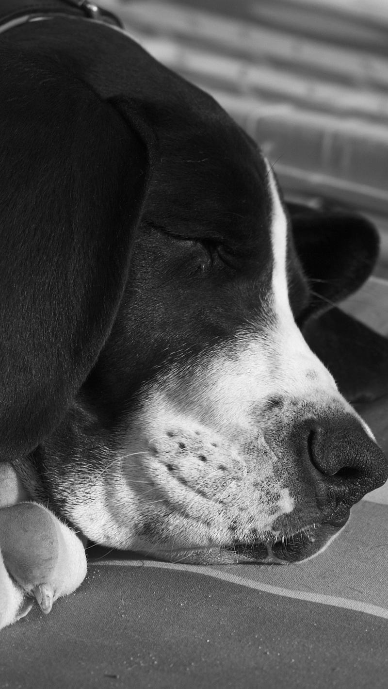 Download wallpaper 800x1420 dog, muzzle, sleep, black white