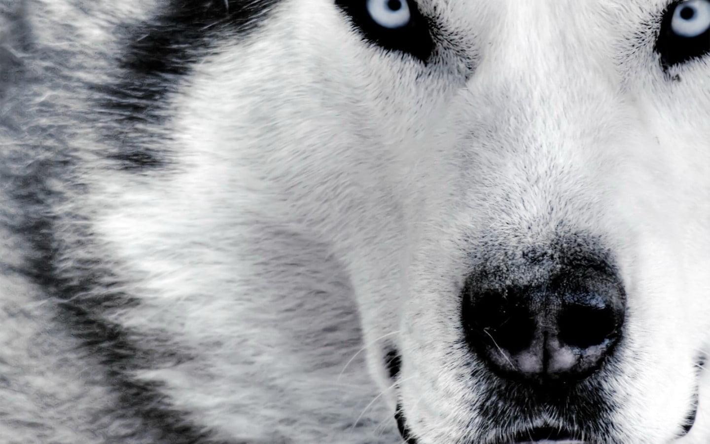 HD wallpaper: white and black Siberian Husky, animals, dog