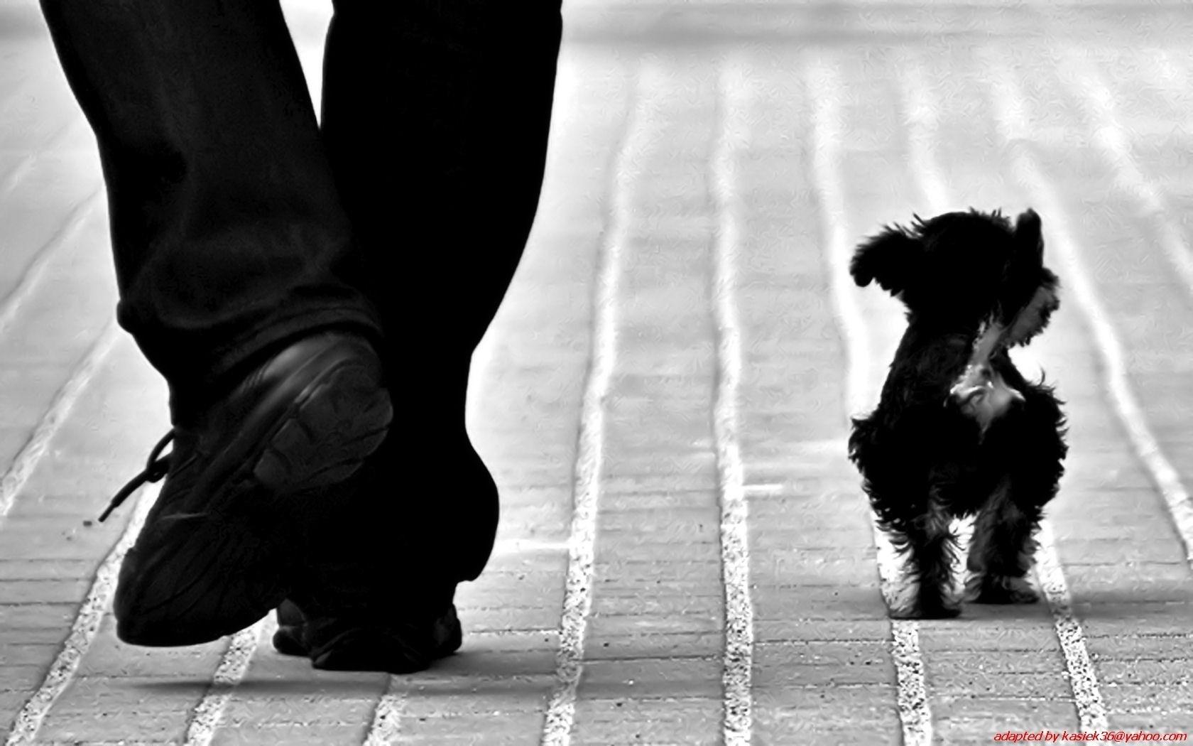 White And Black Dogs Wallpapers Wallpaper Cave