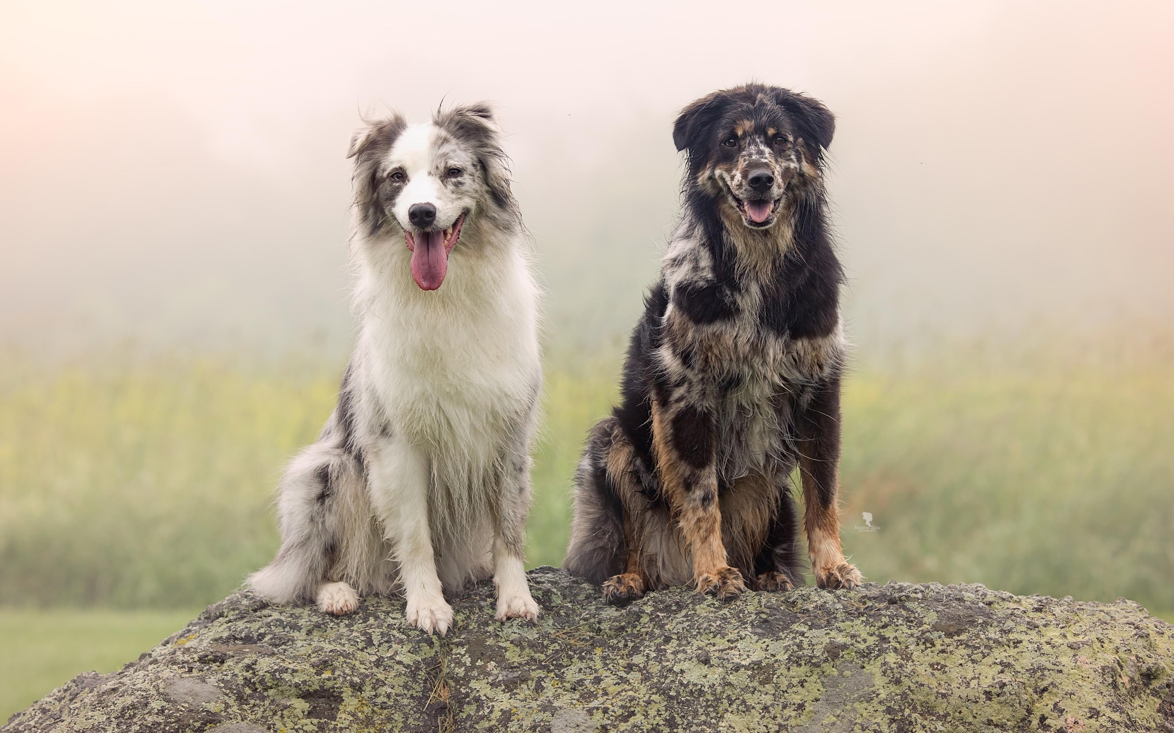 White And Black Dogs Wallpapers Wallpaper Cave