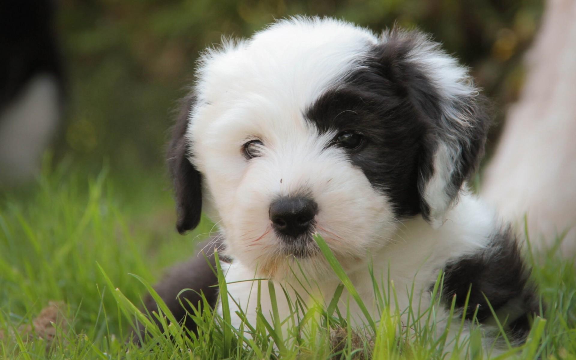 Download 1920x1200 Puppy, Black And White, Grass, Close Up