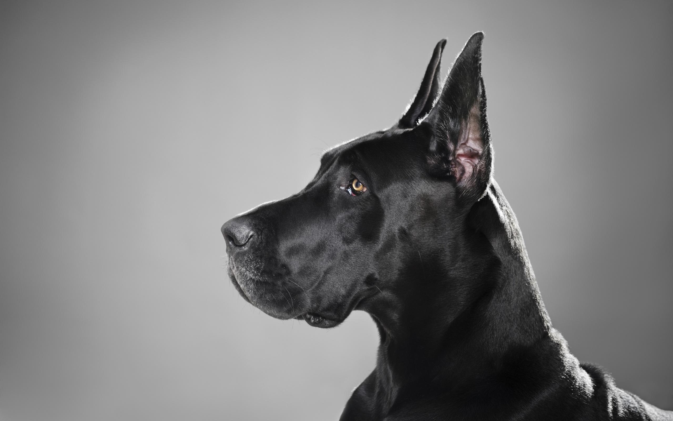 Great Dane Black Dog Free HD Widescreen Wallpa