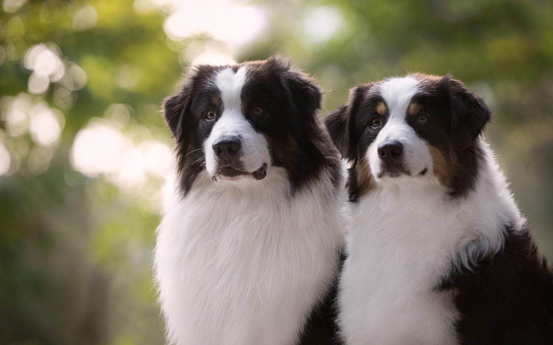 Download wallpaper Australian Shepherd, Aussie, two fluffy