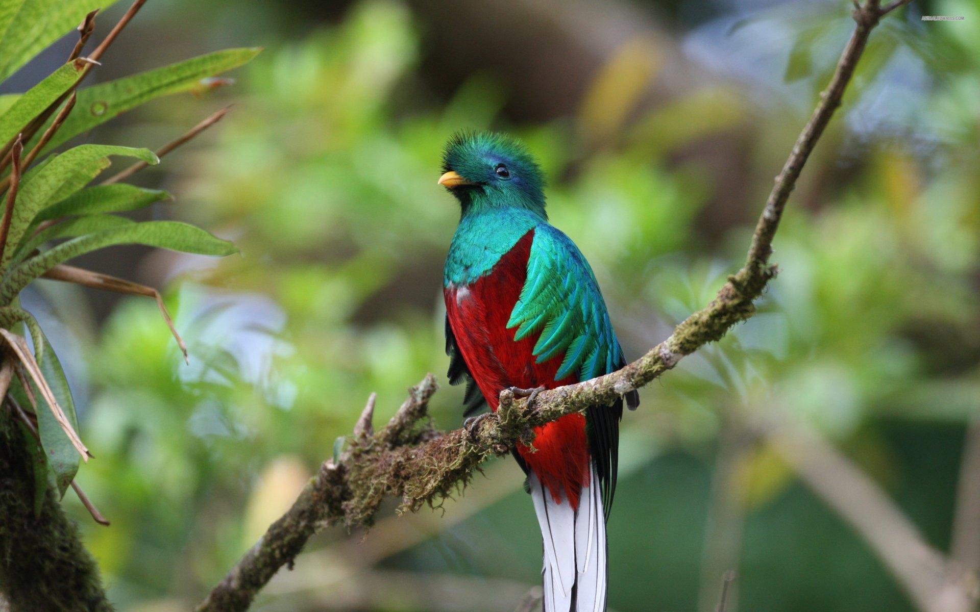 Quetzal HD Wallpaper and Background Image
