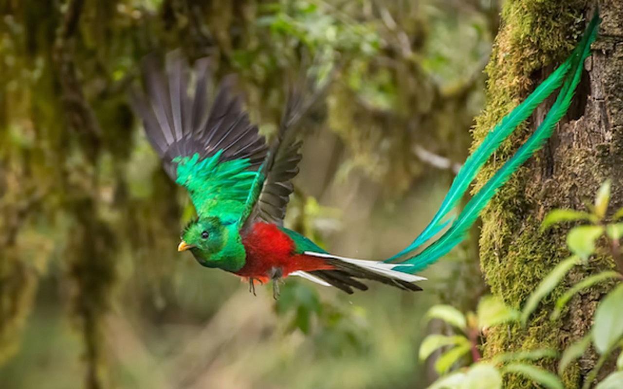 Quetzal Wallpaper for Android