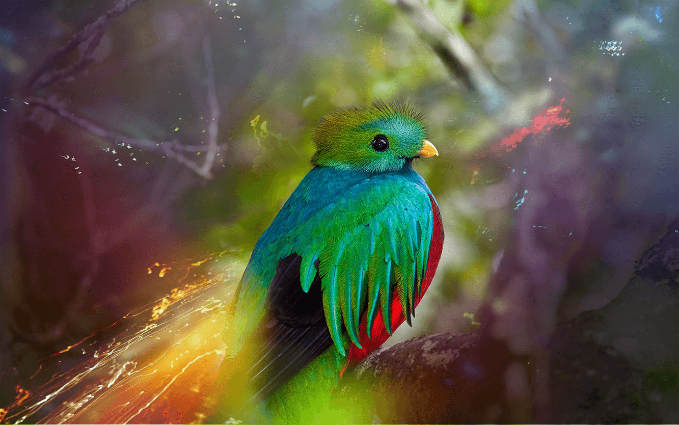 Quantal Quetzal Wallpaper. Quetzal