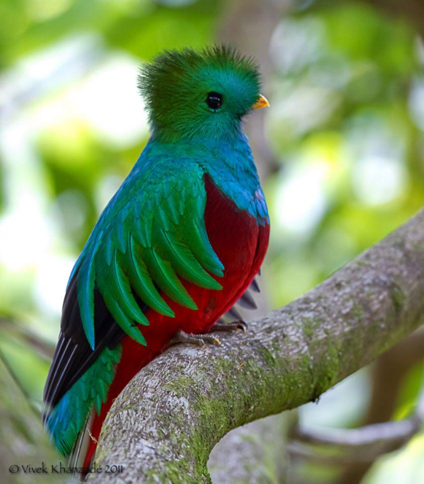 Beautiful Quetzal Bird