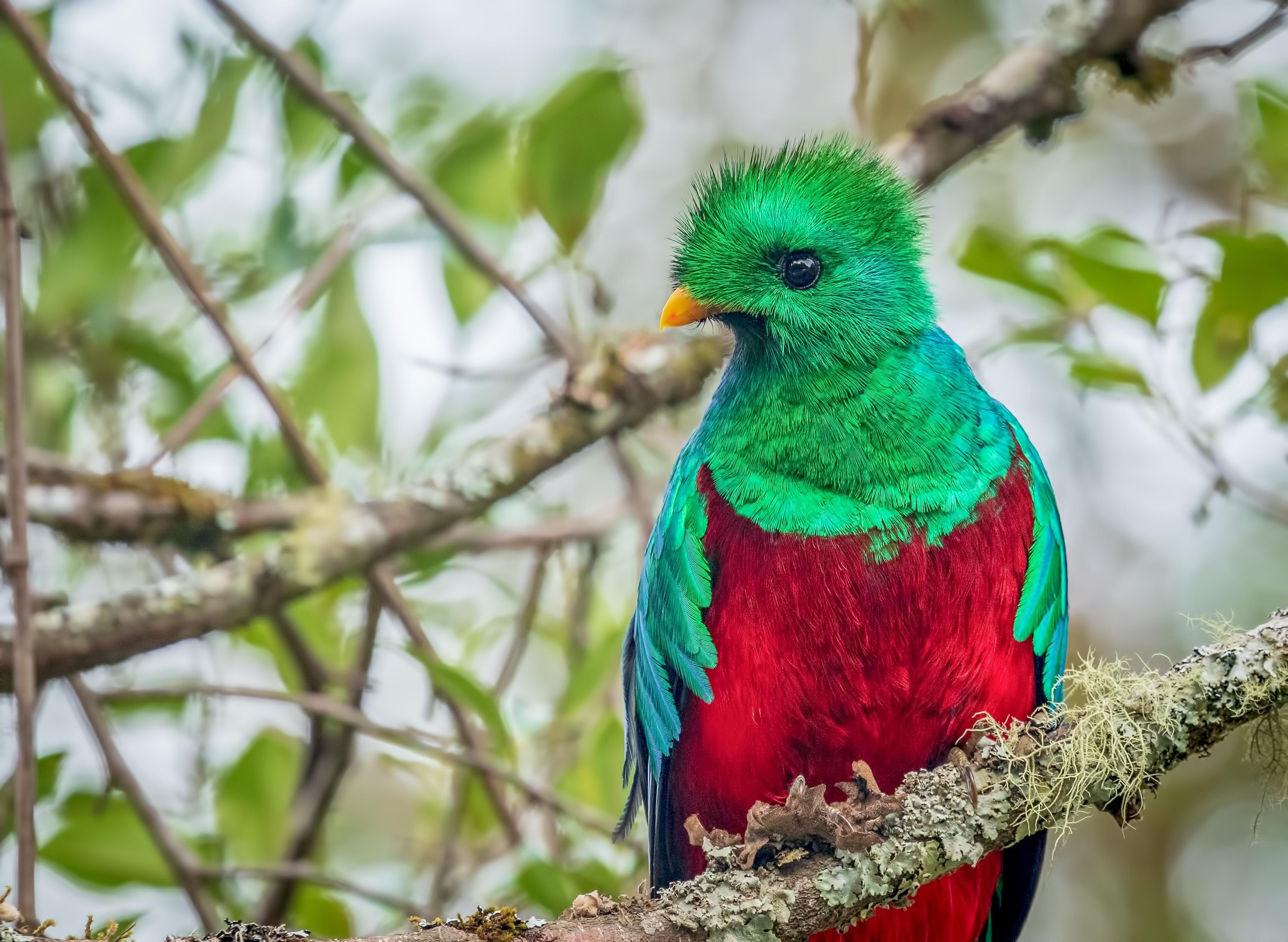Resplendent Quetzal, HD Birds, 4k Wallpaper, Image