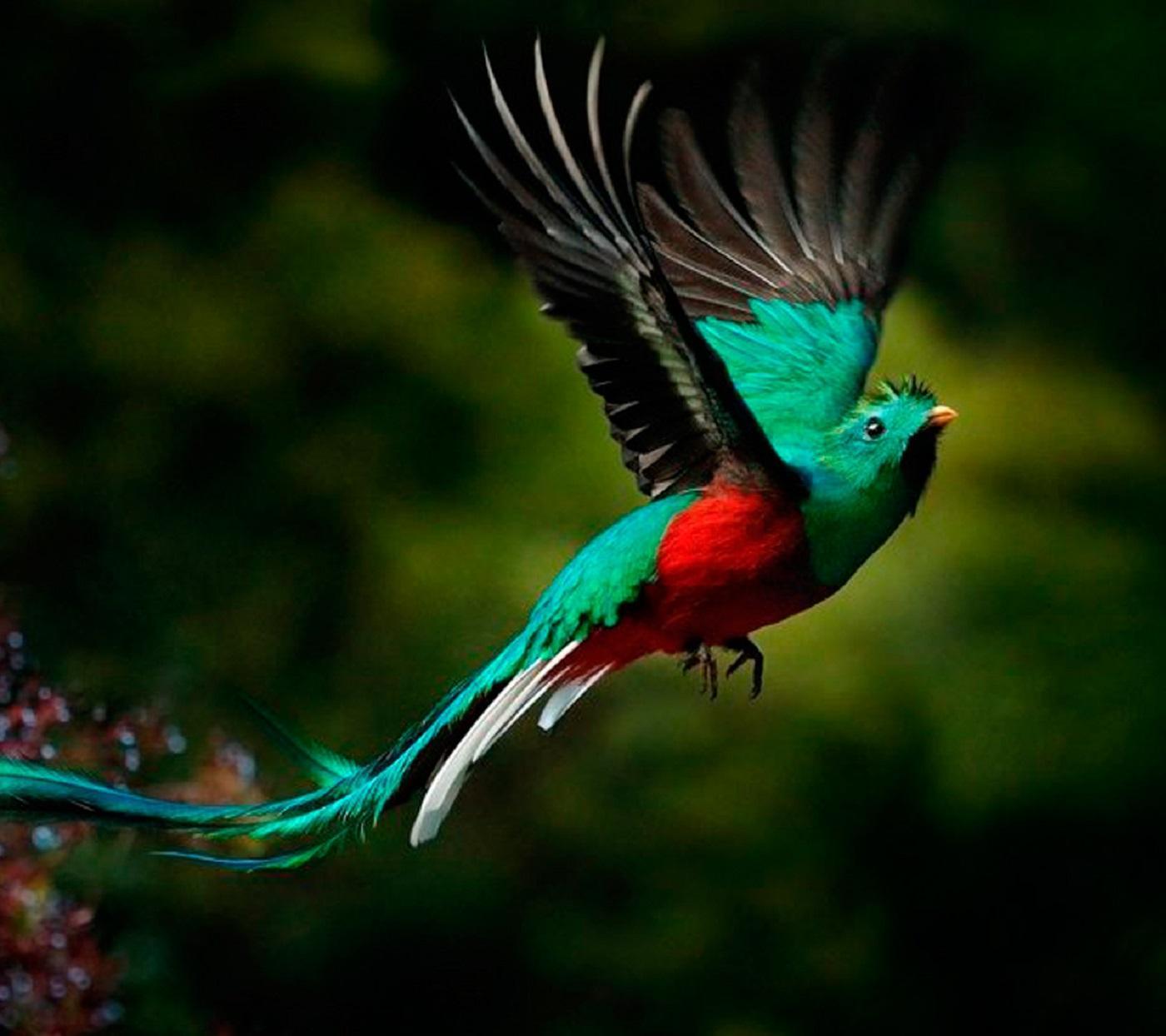 Quetzal Wallpapers Wallpaper Cave