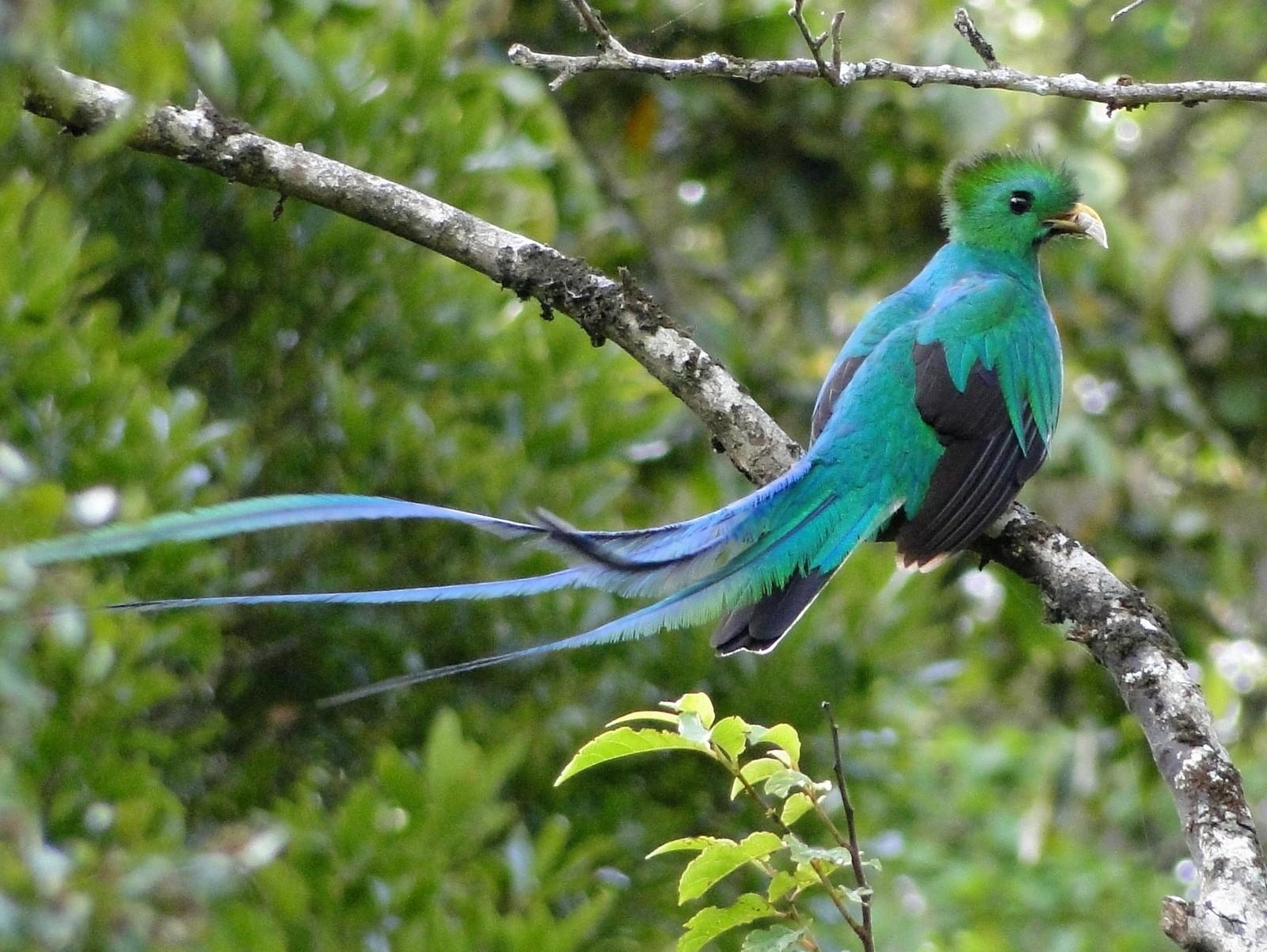 Quetzal Birds HD Wallpaper