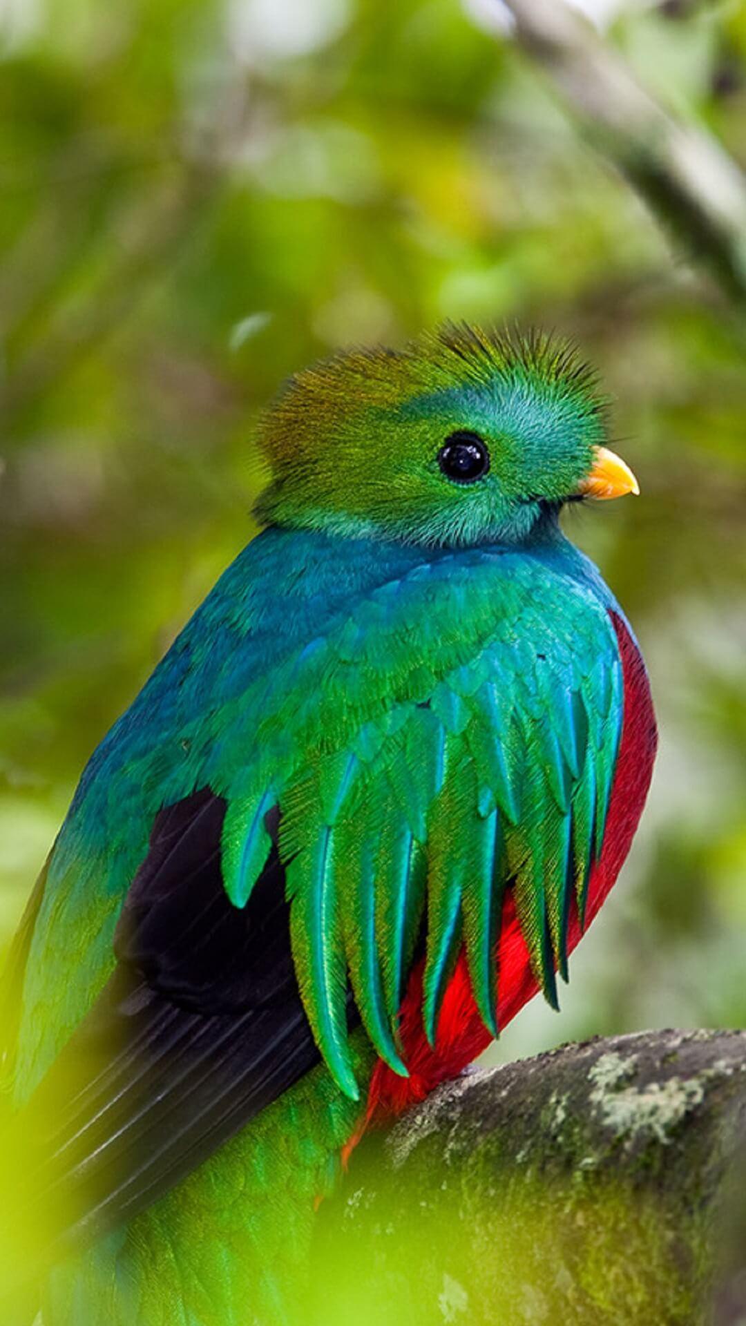 Quetzal Wallpaper HD for Android
