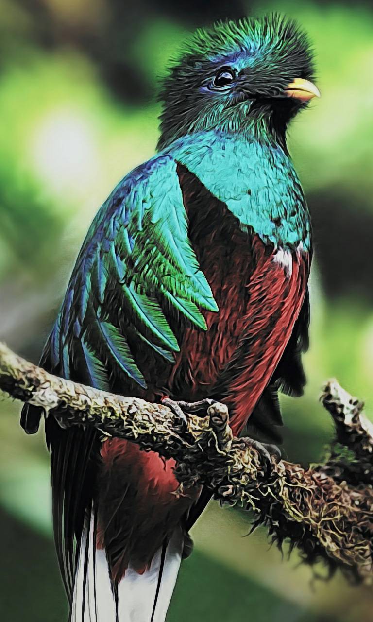 Quetzal Bird Wallpaper