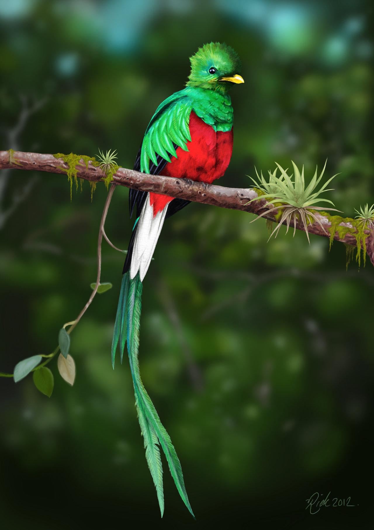 Quetzal, Beautiful Quetzal
