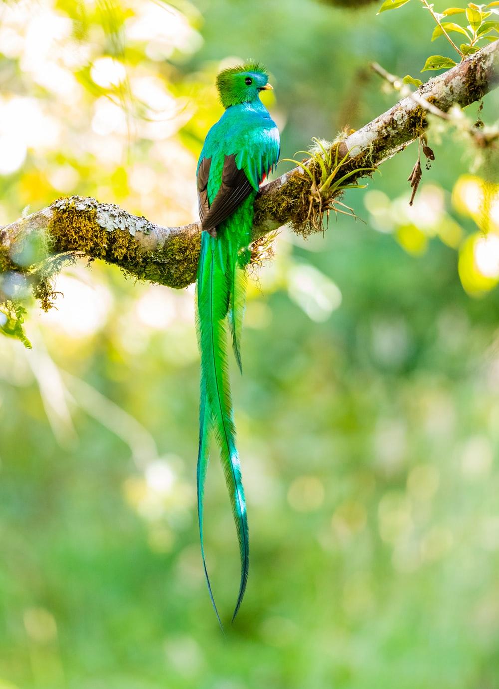 Quetzal Picture. Download Free Image
