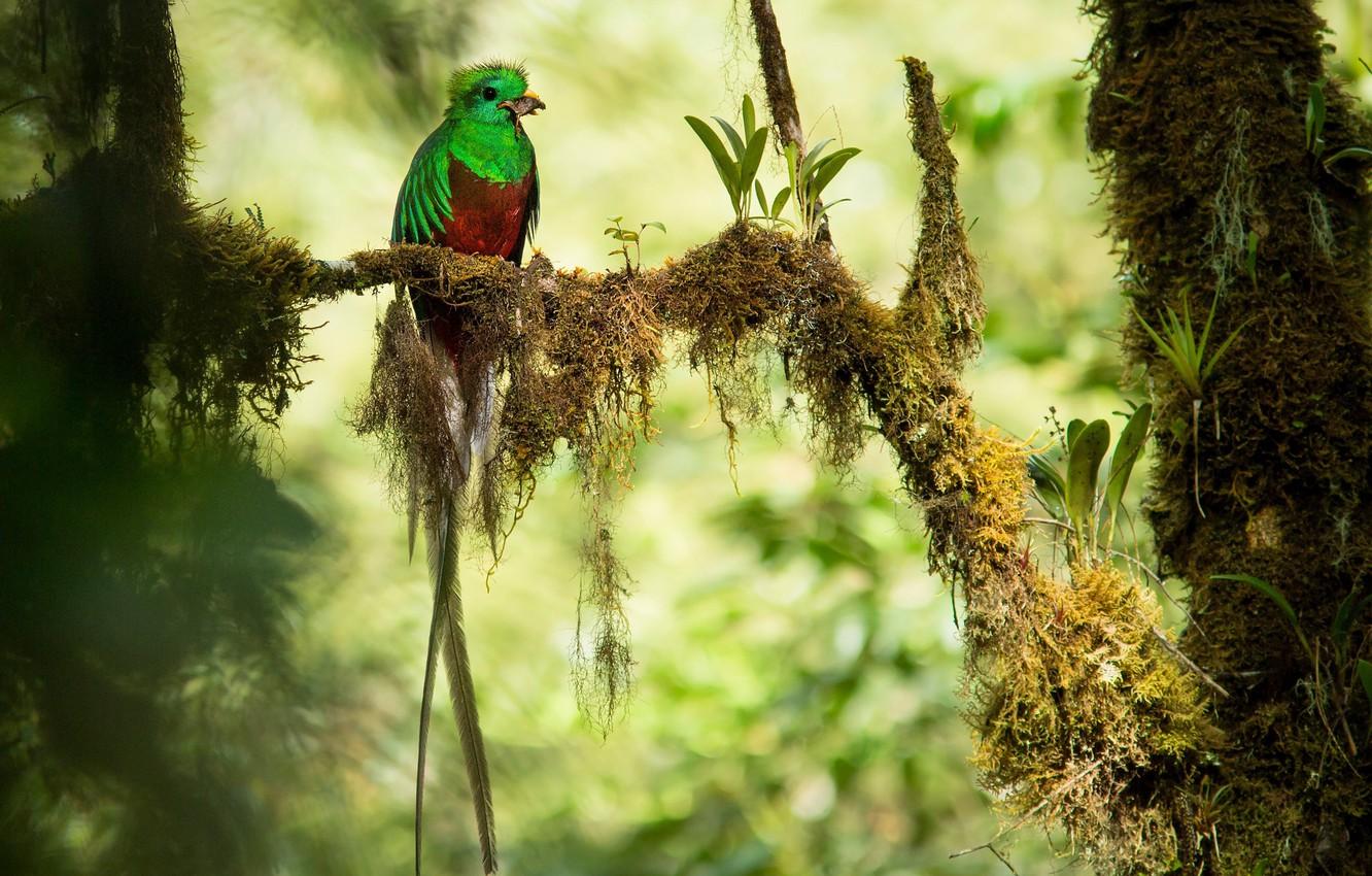 Wallpaper branches, bird, jungle, bokeh, mining, Quetzal