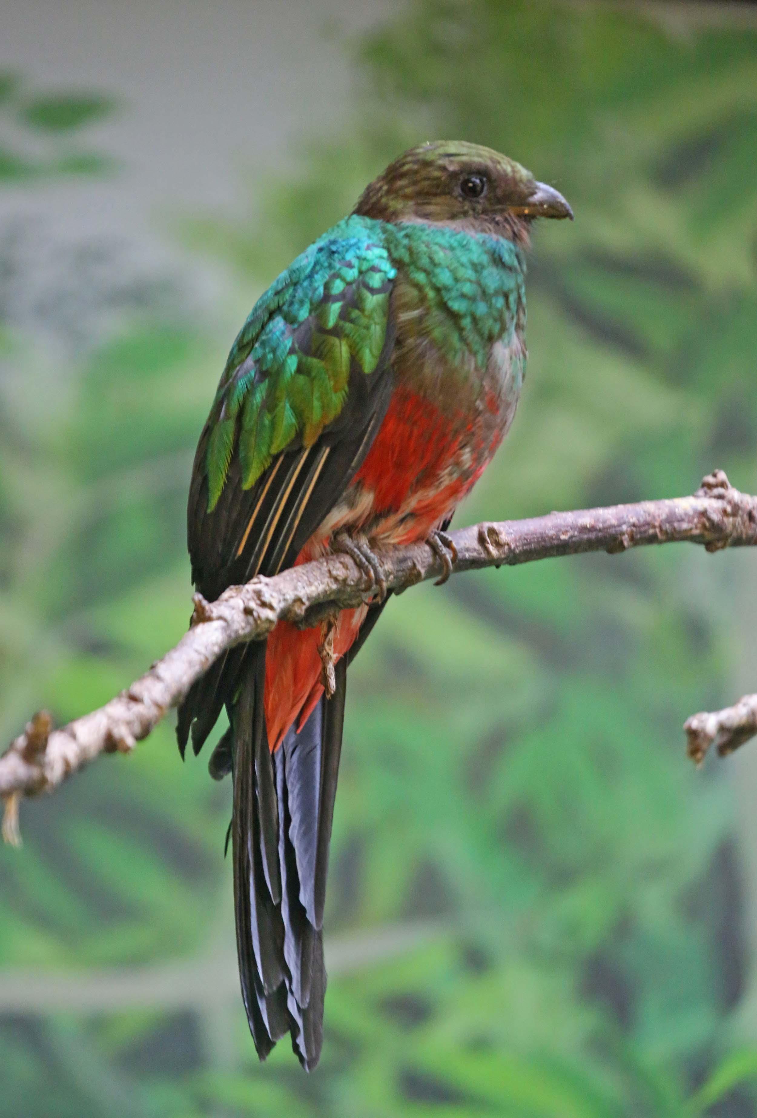 Quetzal Wallpaper Image